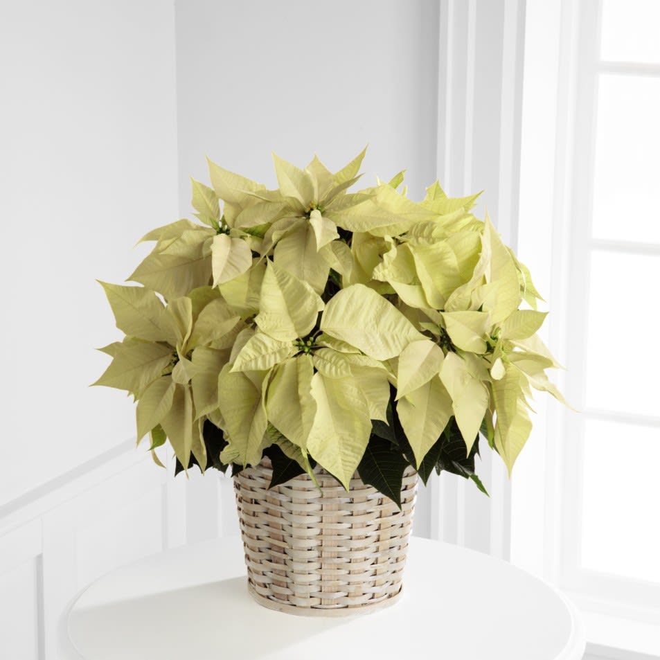 The FTD® White Poinsettia Basket (Large) in Smithfield, RI Simply