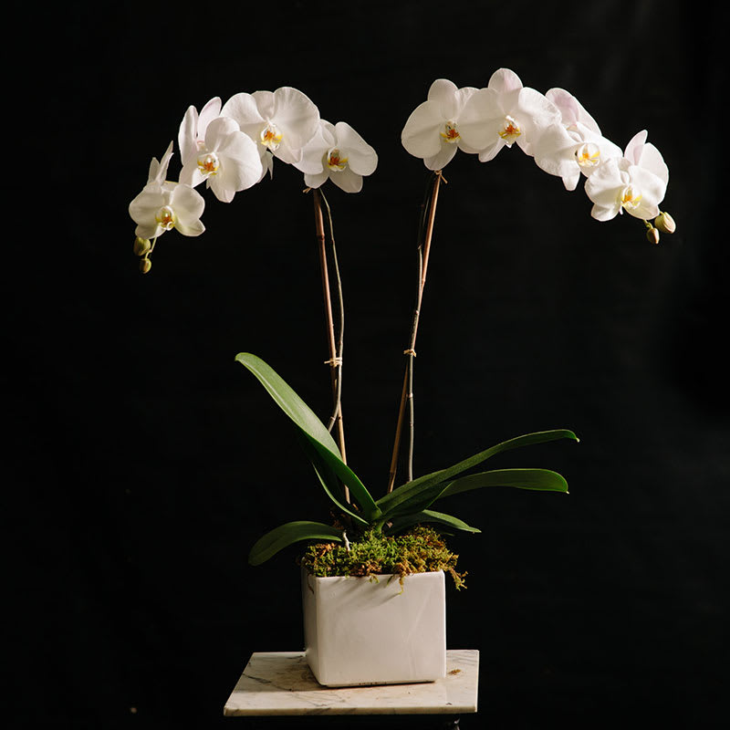 double-white-phalaenopsis-in-new-york-ny-fellan-florist