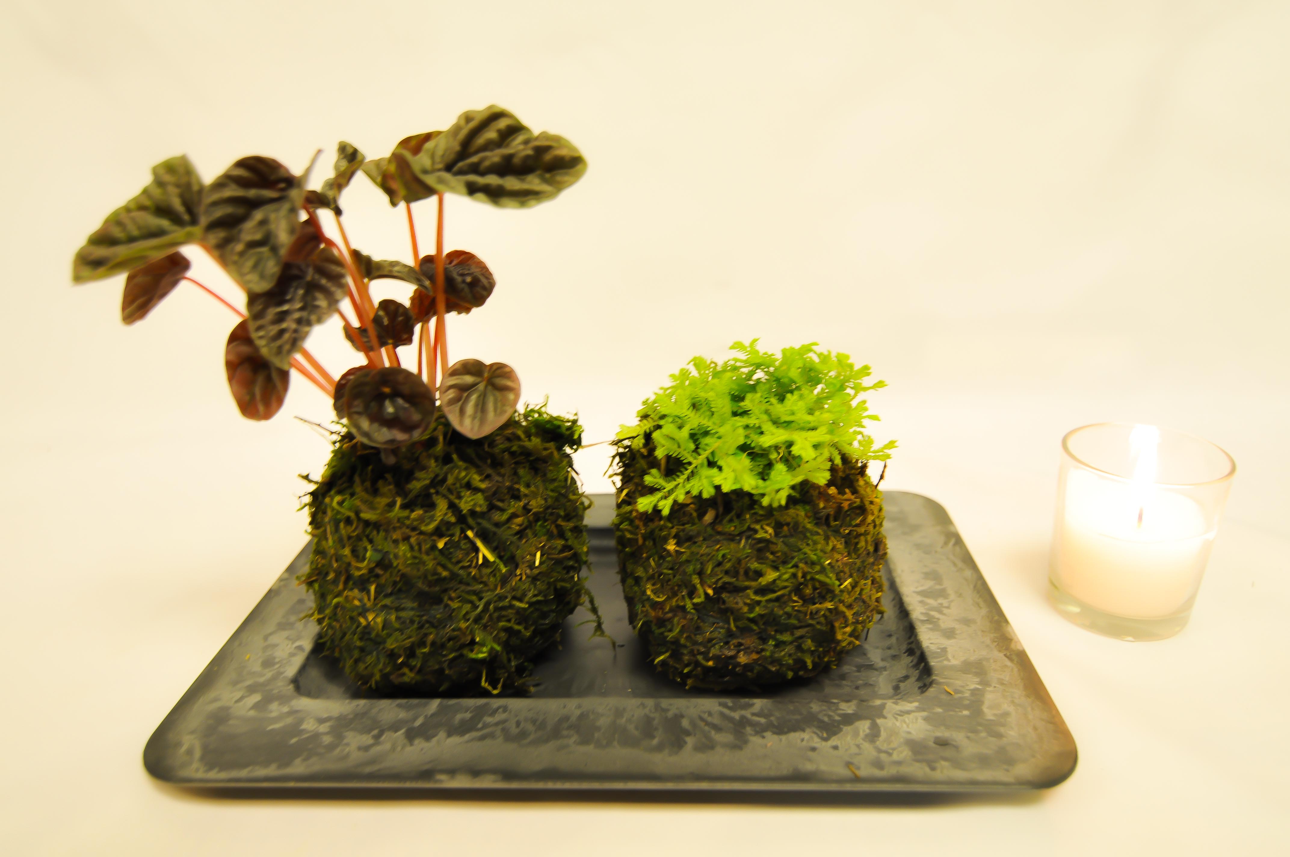 Mini Moss Garden Kokedama In Mclean Va Flowers Plants Etc