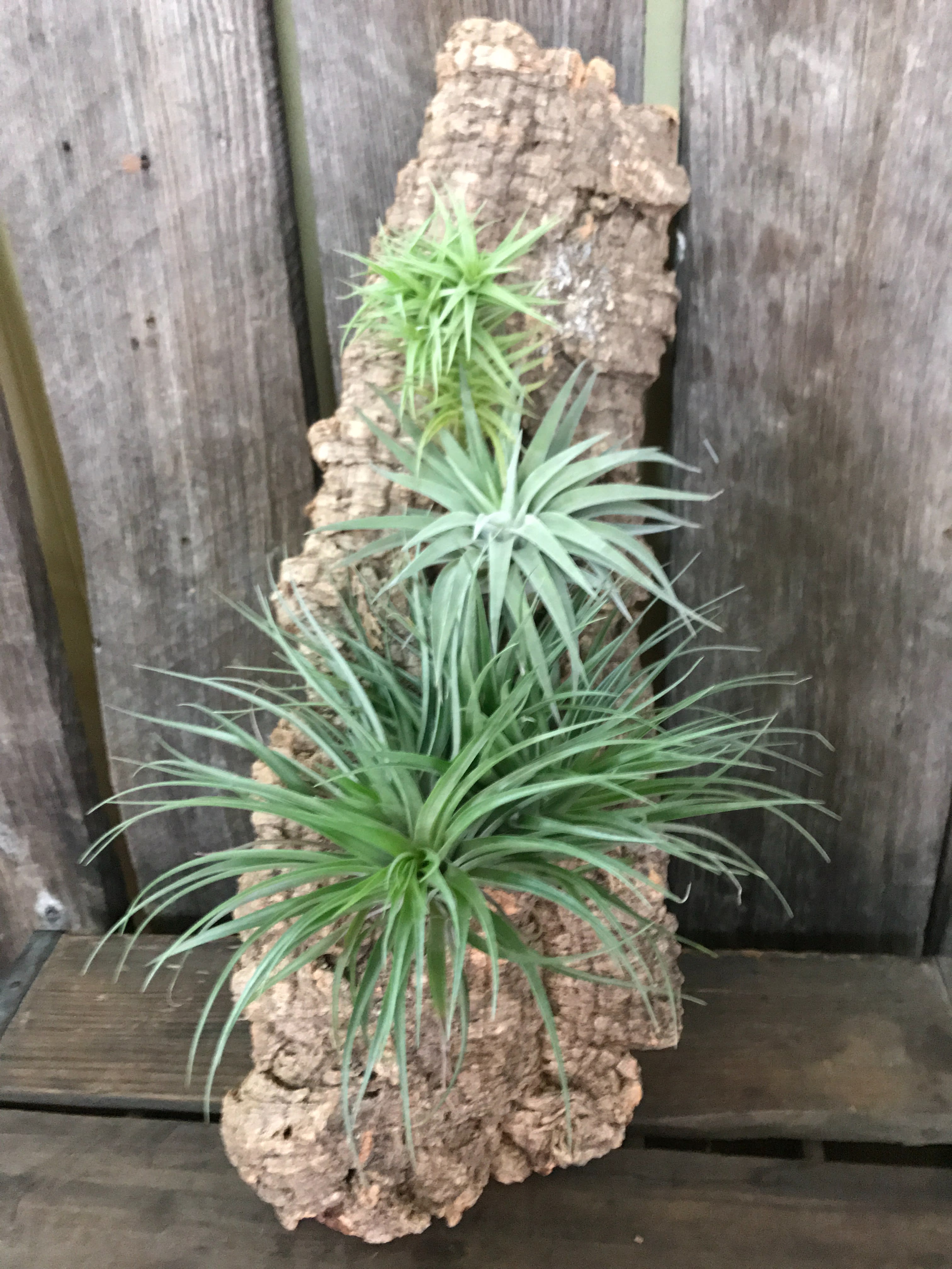 Air Plant Wall Decor in Weaverville, NC Brown�s Floral