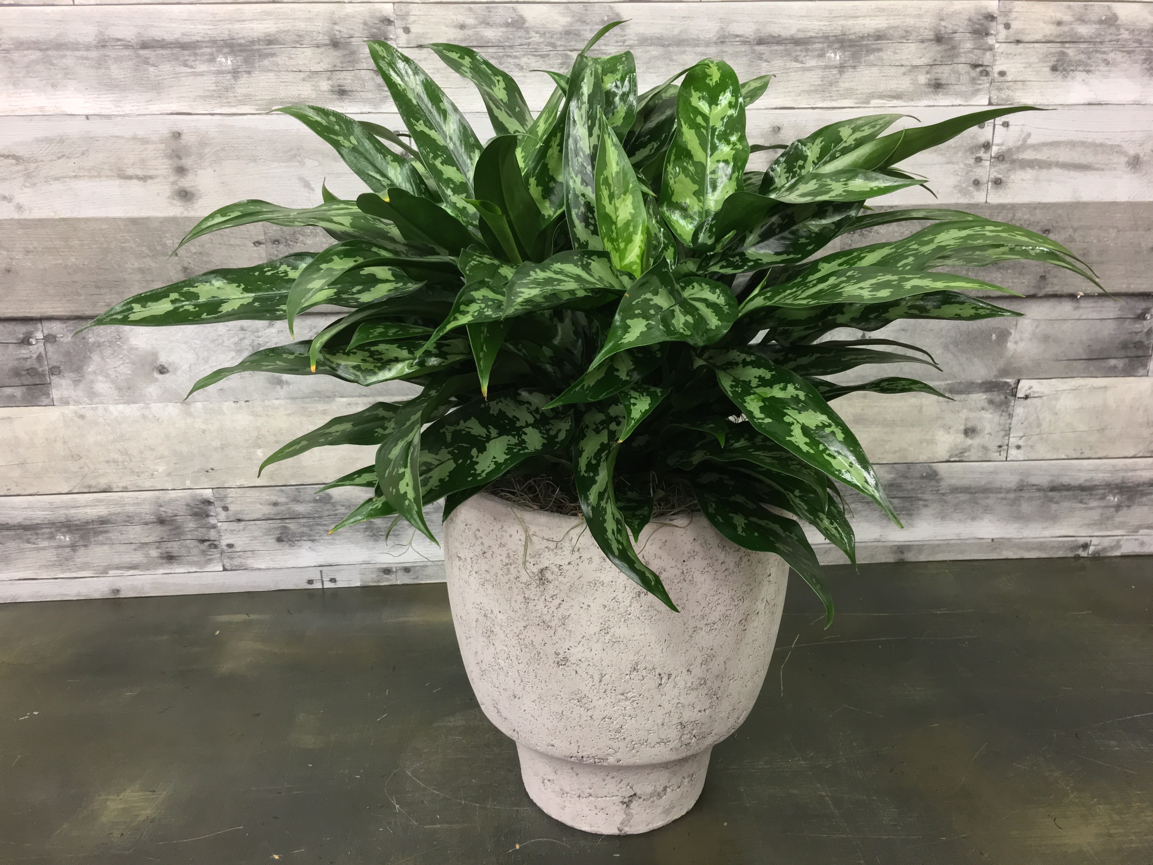  Aglaonema Plant  in McLean VA Flowers Plants  Etc 