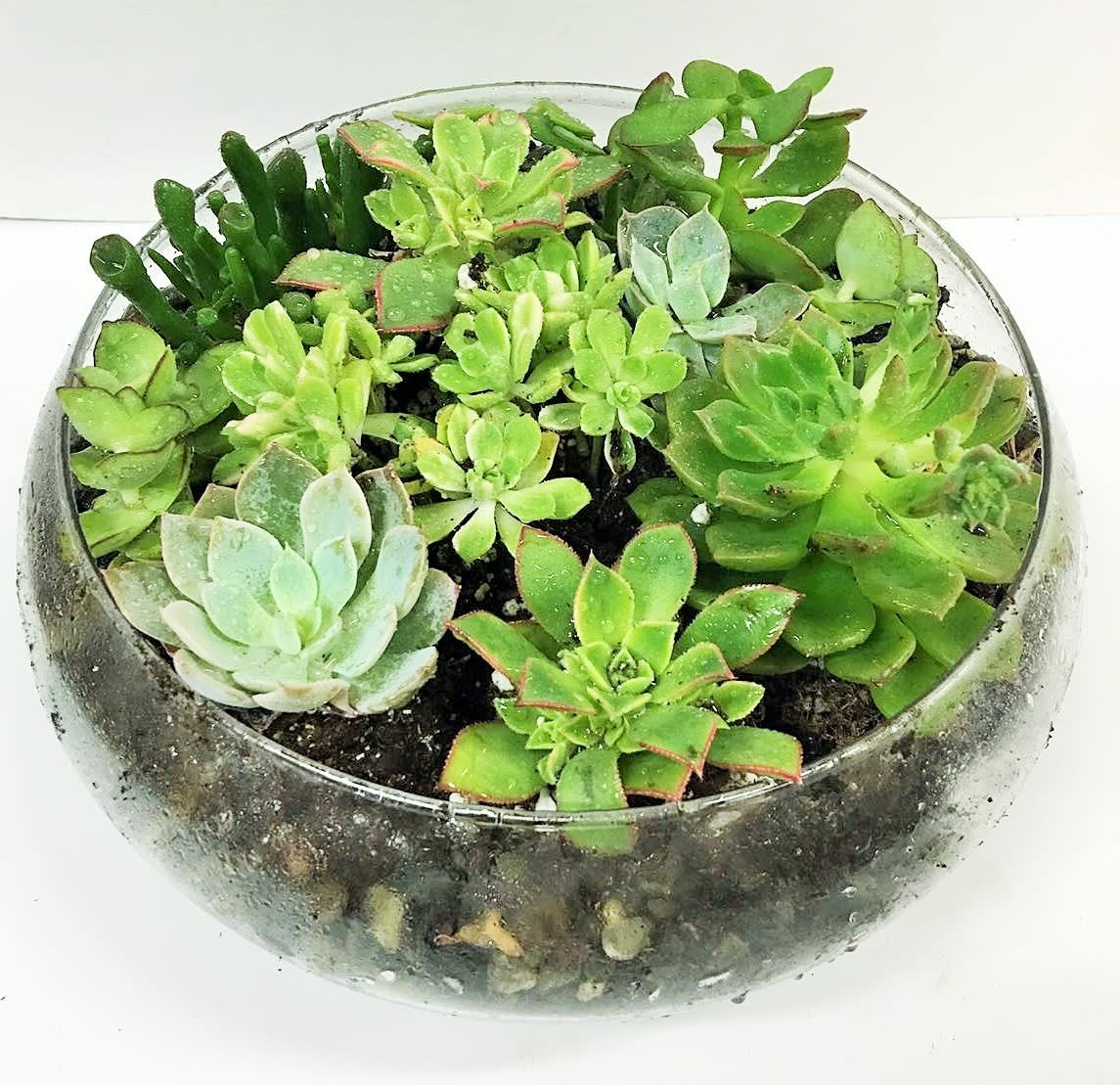 Succulent Dish Garden in Elk Grove, CA | Laguna Flowers
