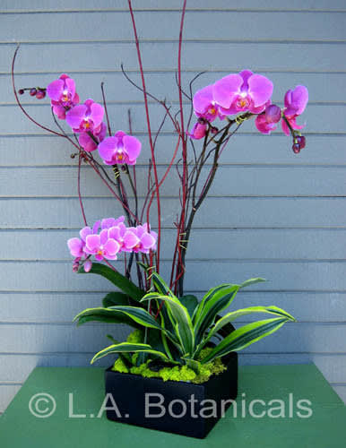 Black Truffle Orchids In Los Angeles Ca L A Botanicals