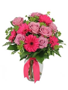 pink gerbera daisies and