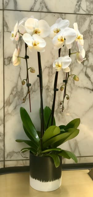 Beverly Hills Double Phalaenopsis Orchid By Downtown Flowers