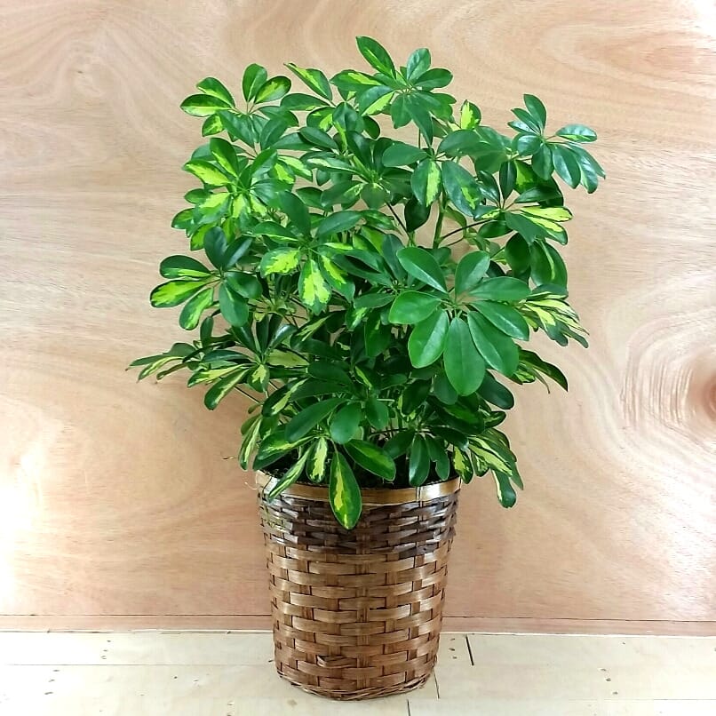 Schefflera Plant in Rockford, MI | Rockford Flower Shop