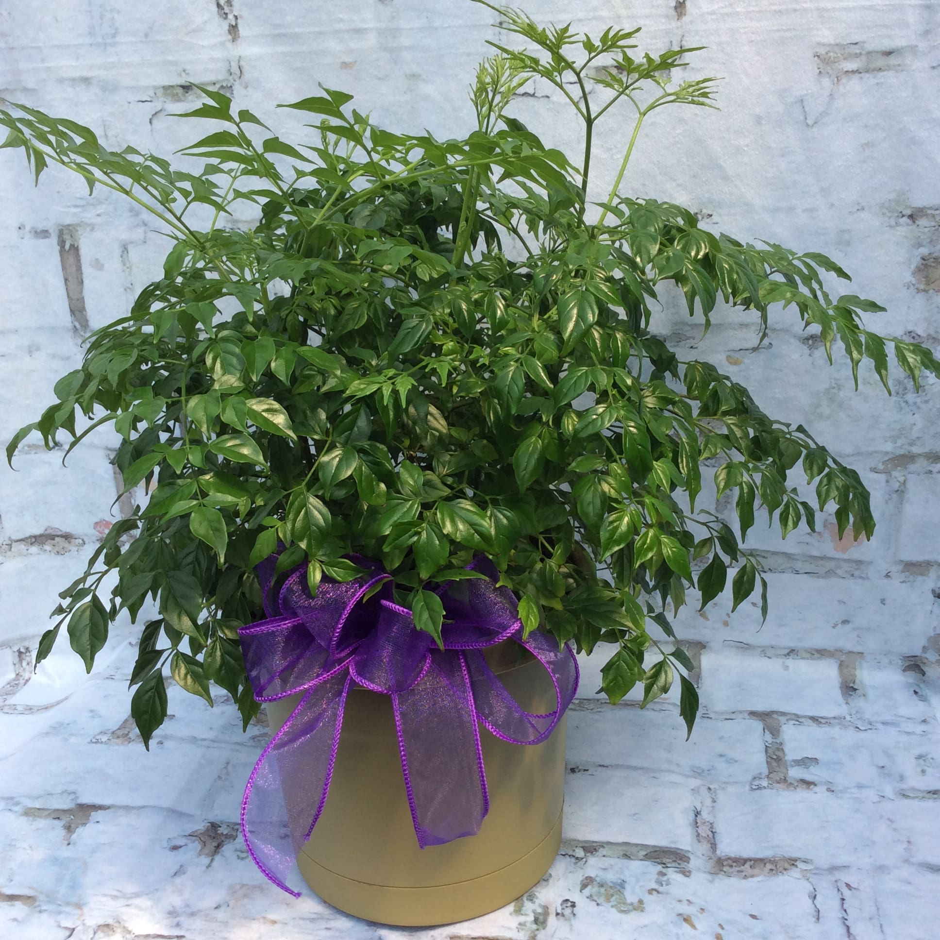 China Doll Plant in Abingdon, IL Garden Gate Florist & Gifts