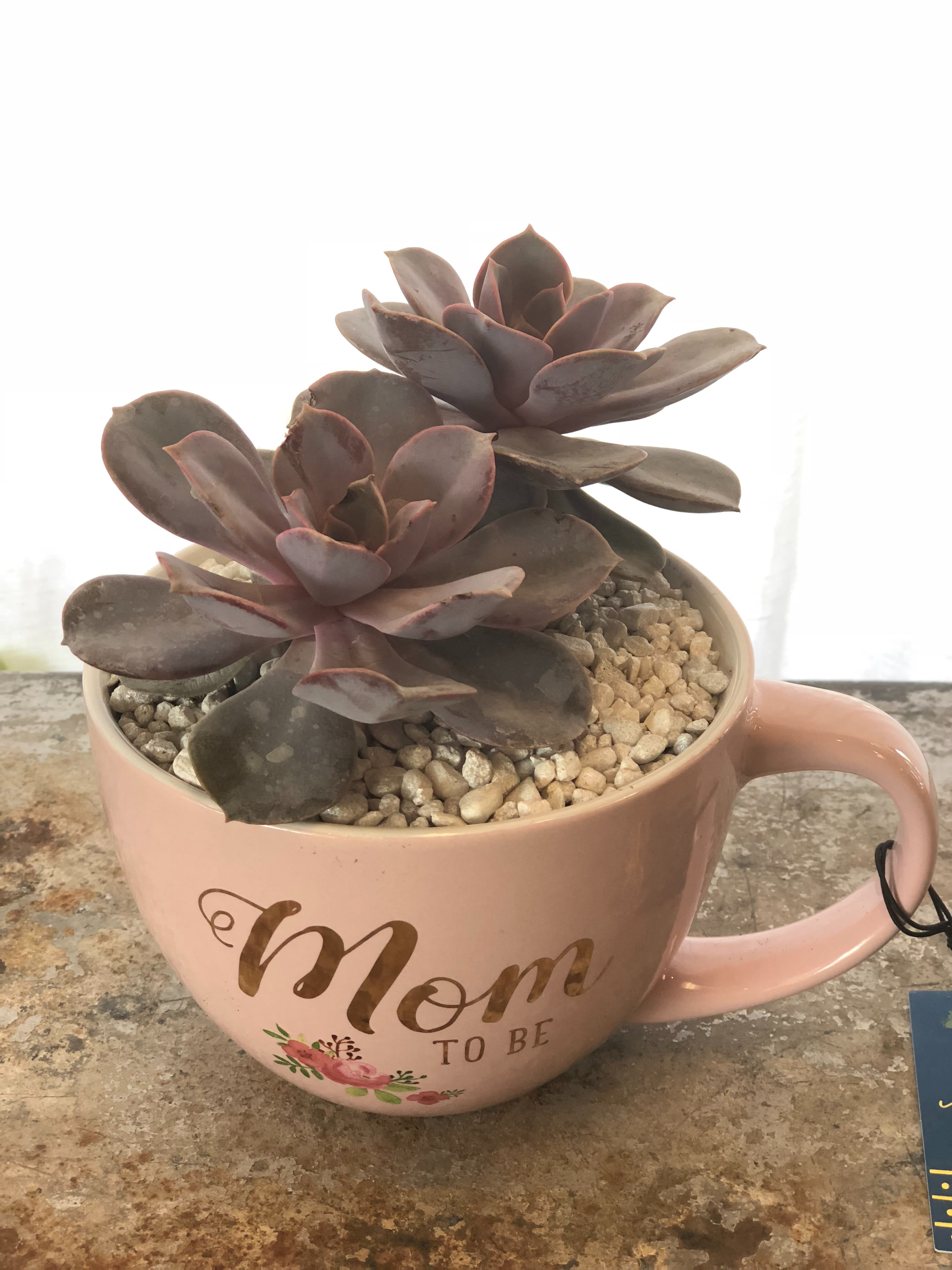 "Mom To Be" Succulent Mug in Omaha, NE Blooms