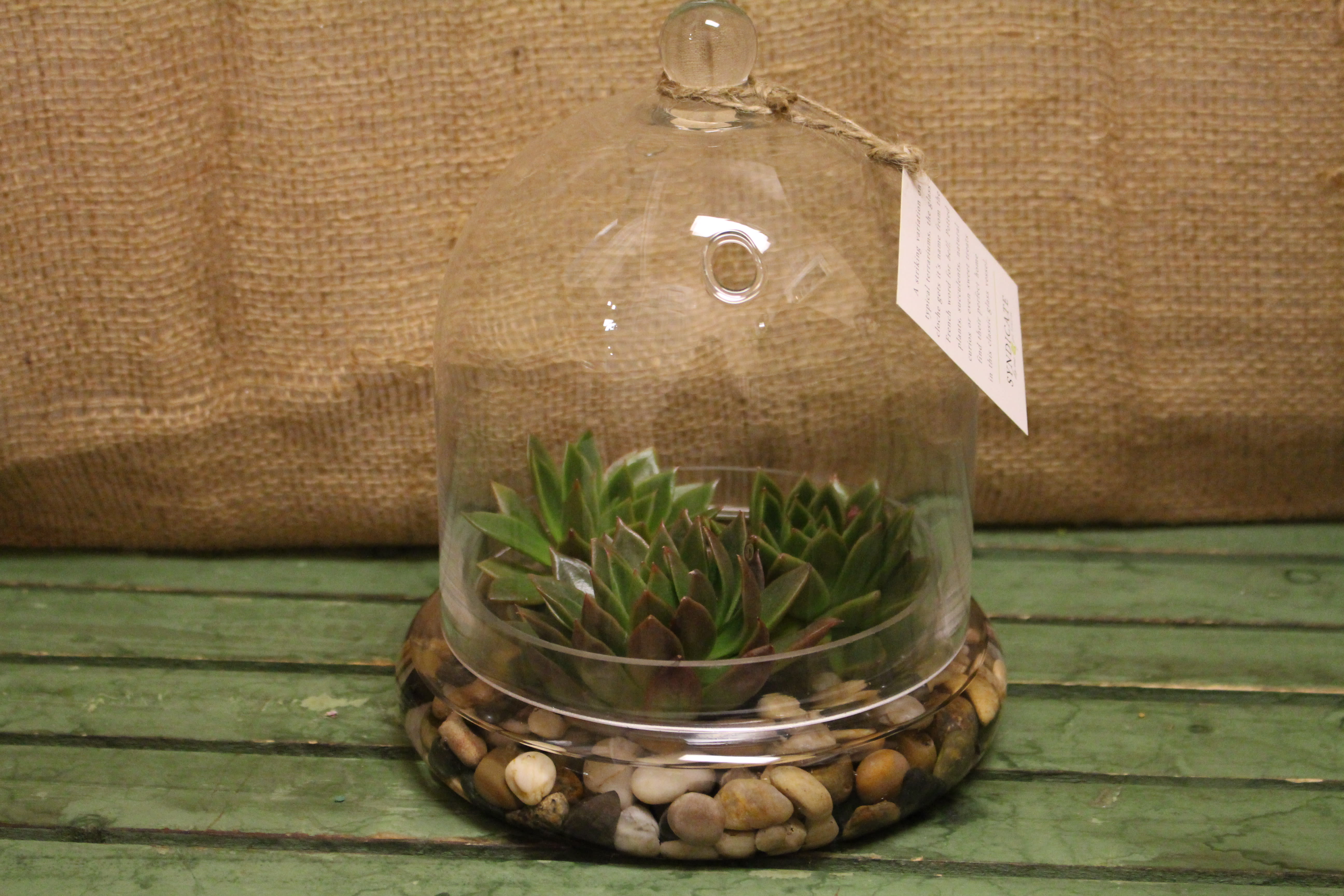 Product Of The Week A Beautiful Terrarium