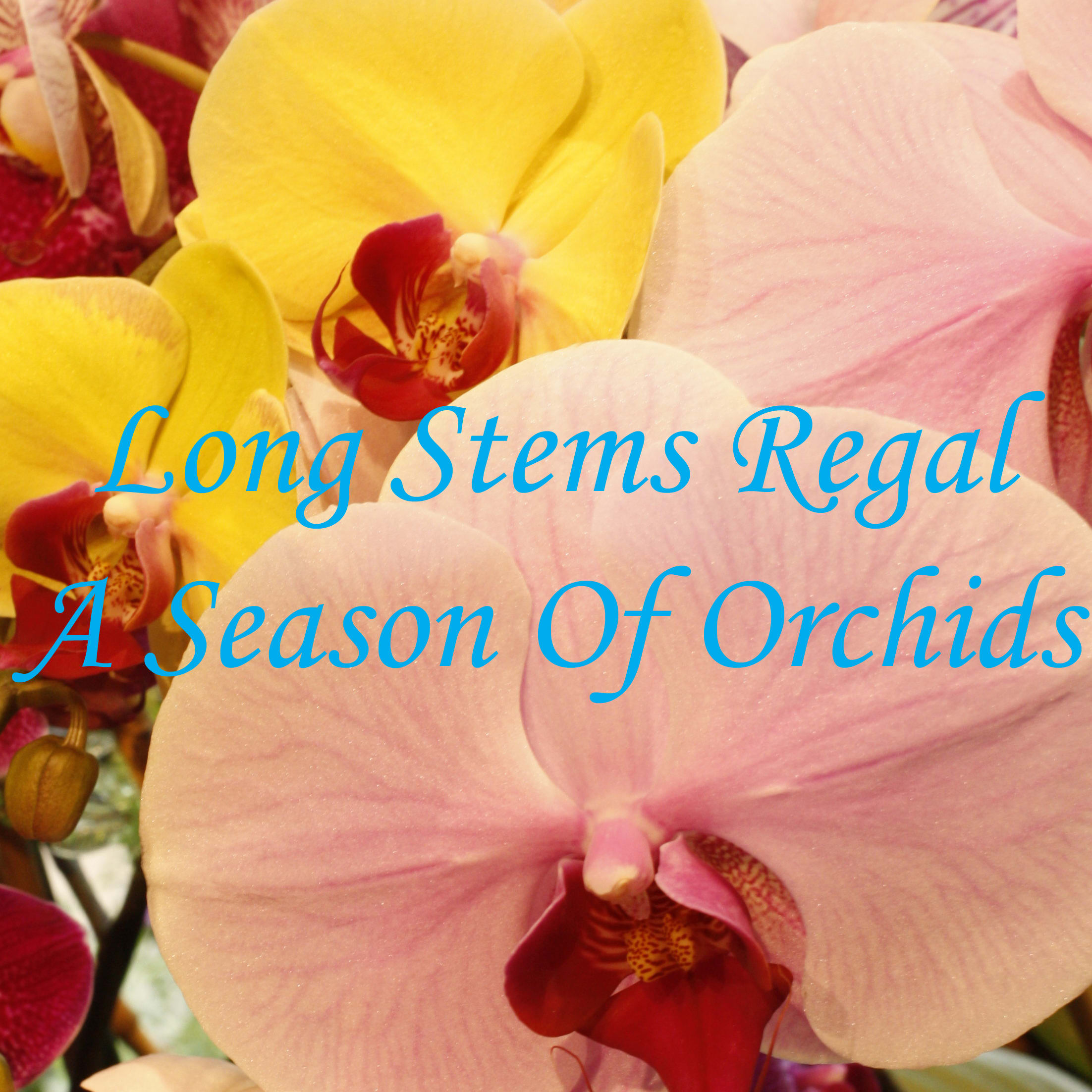 A Season Of Orchids By Long Stems