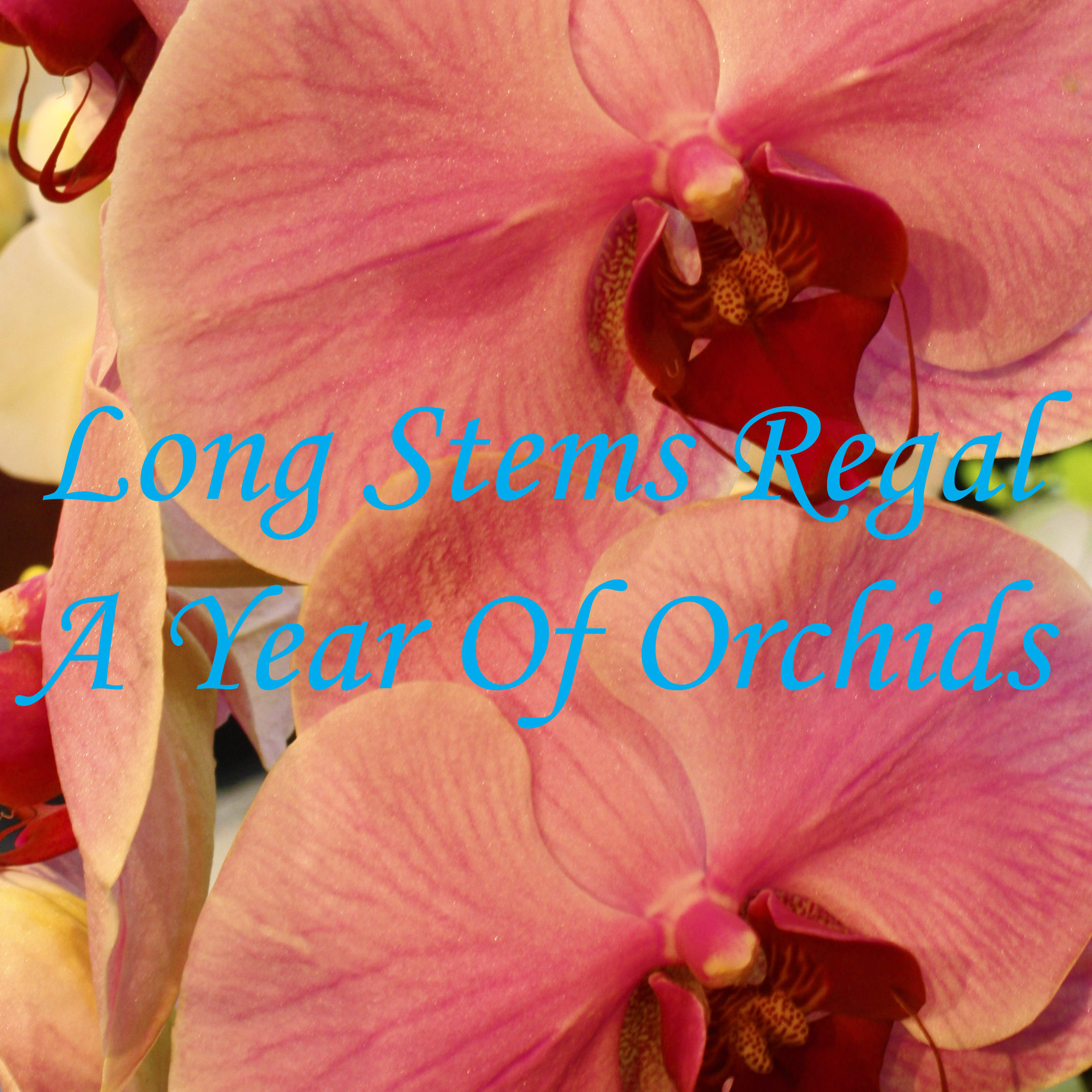 A Year Of Orchids In Merion Station Pa Long Stems
