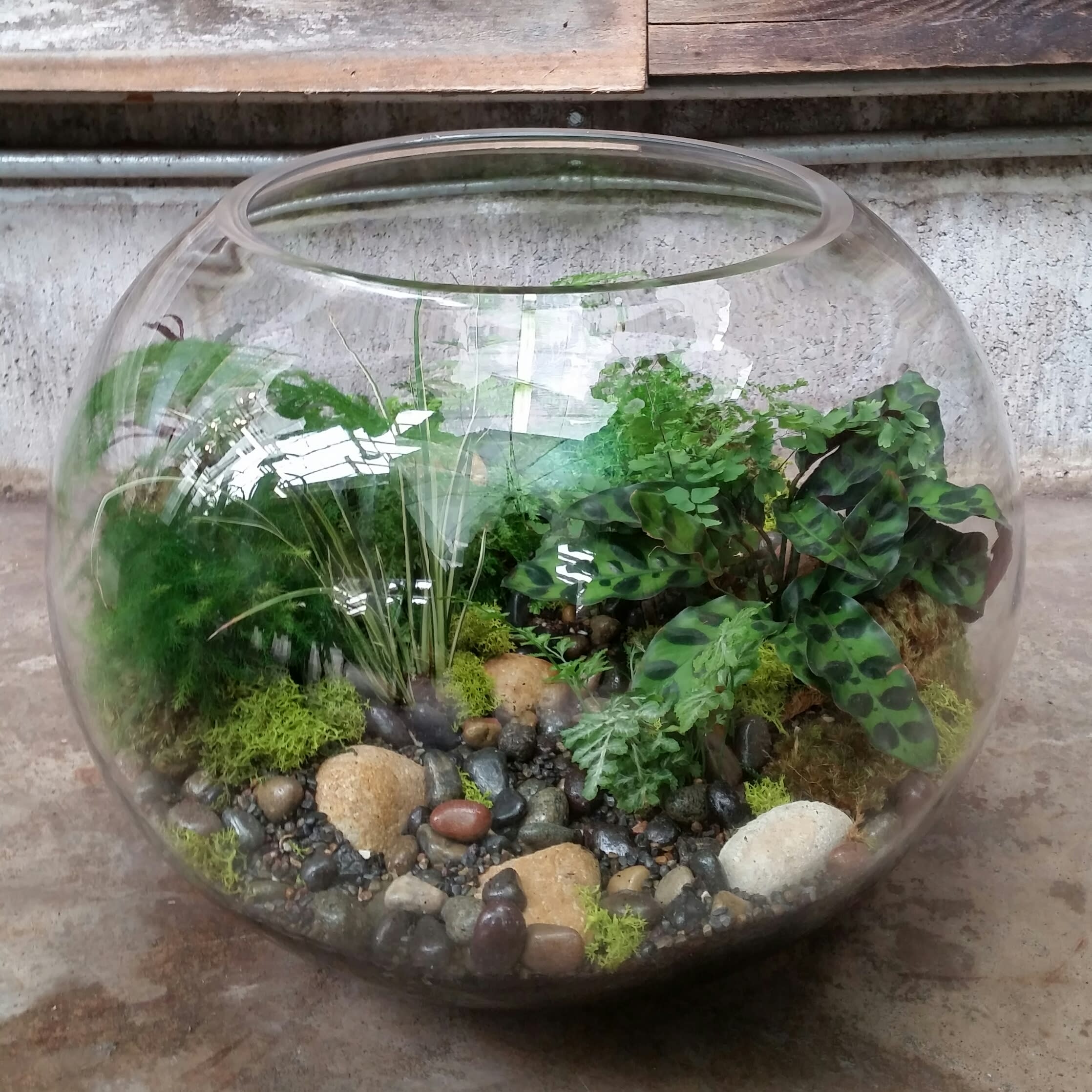 Grand Terrarium Globe in Lafayette, CA Orchard Nursery & Florist