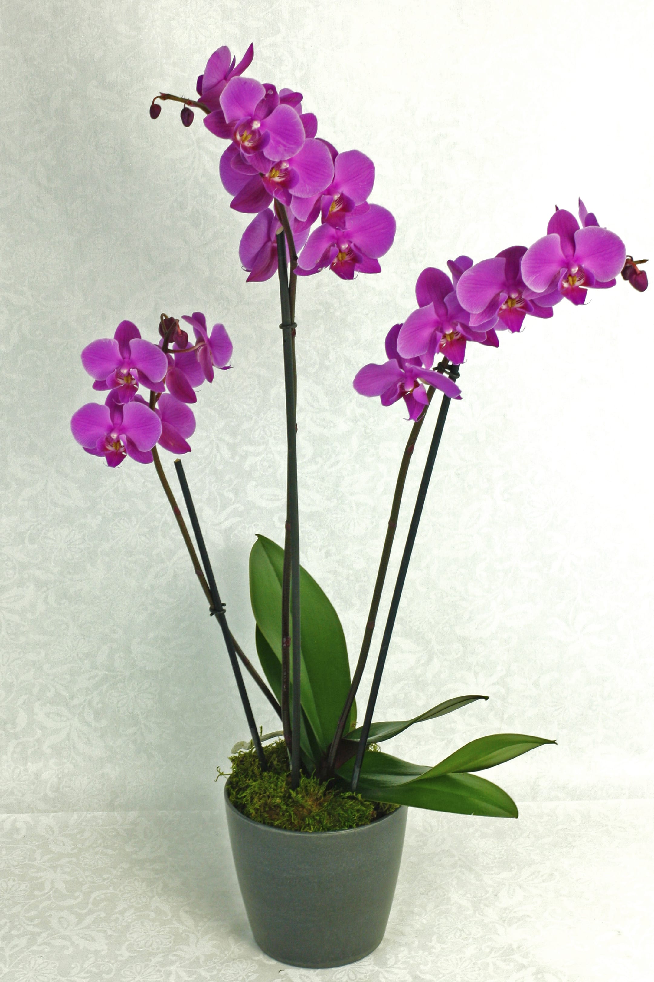 Orchid Plant in Black Pot in Merion Station, PA Long Stems