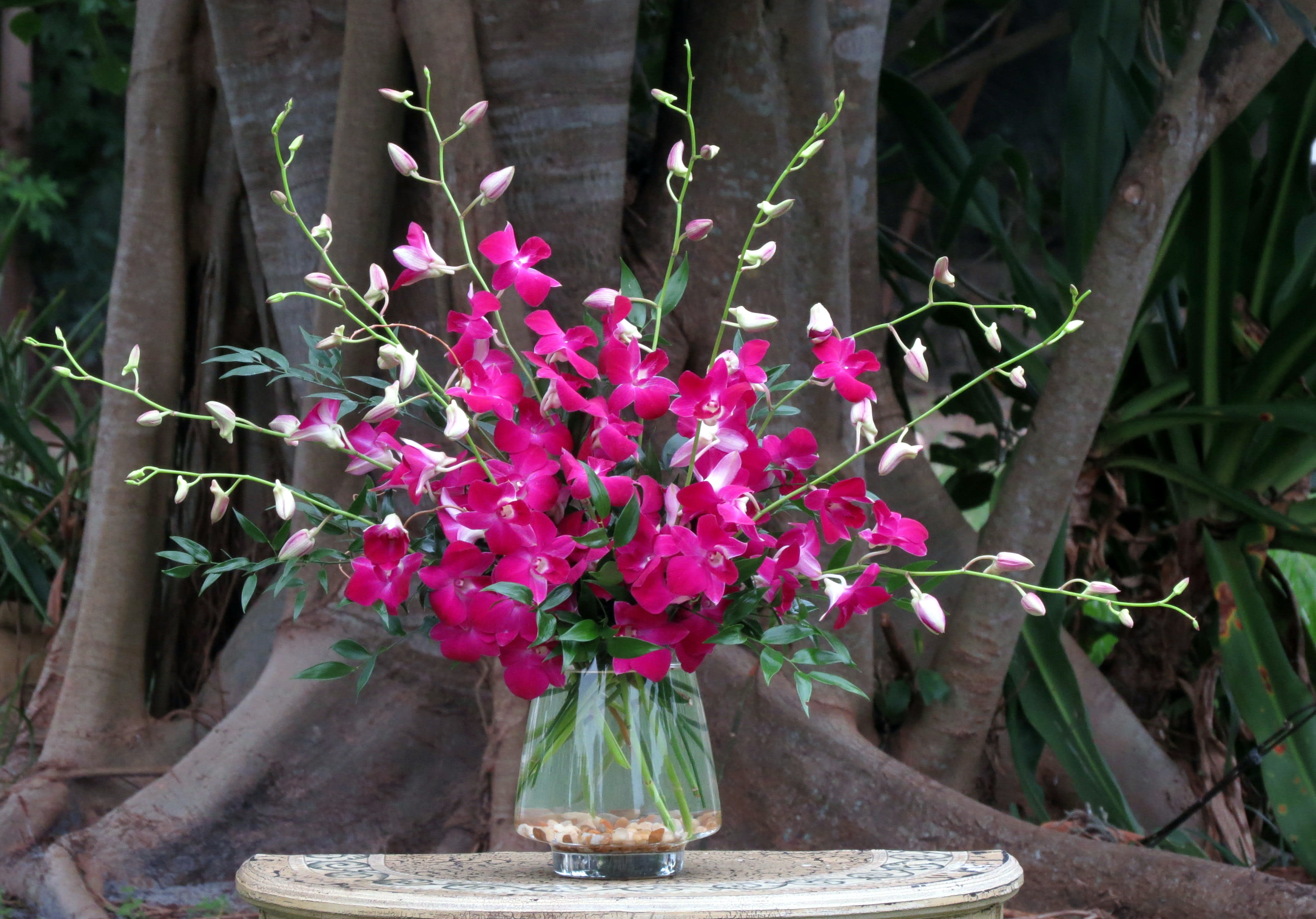 Maui Waui Dendrobium Orchids in Venice, FL Flowers