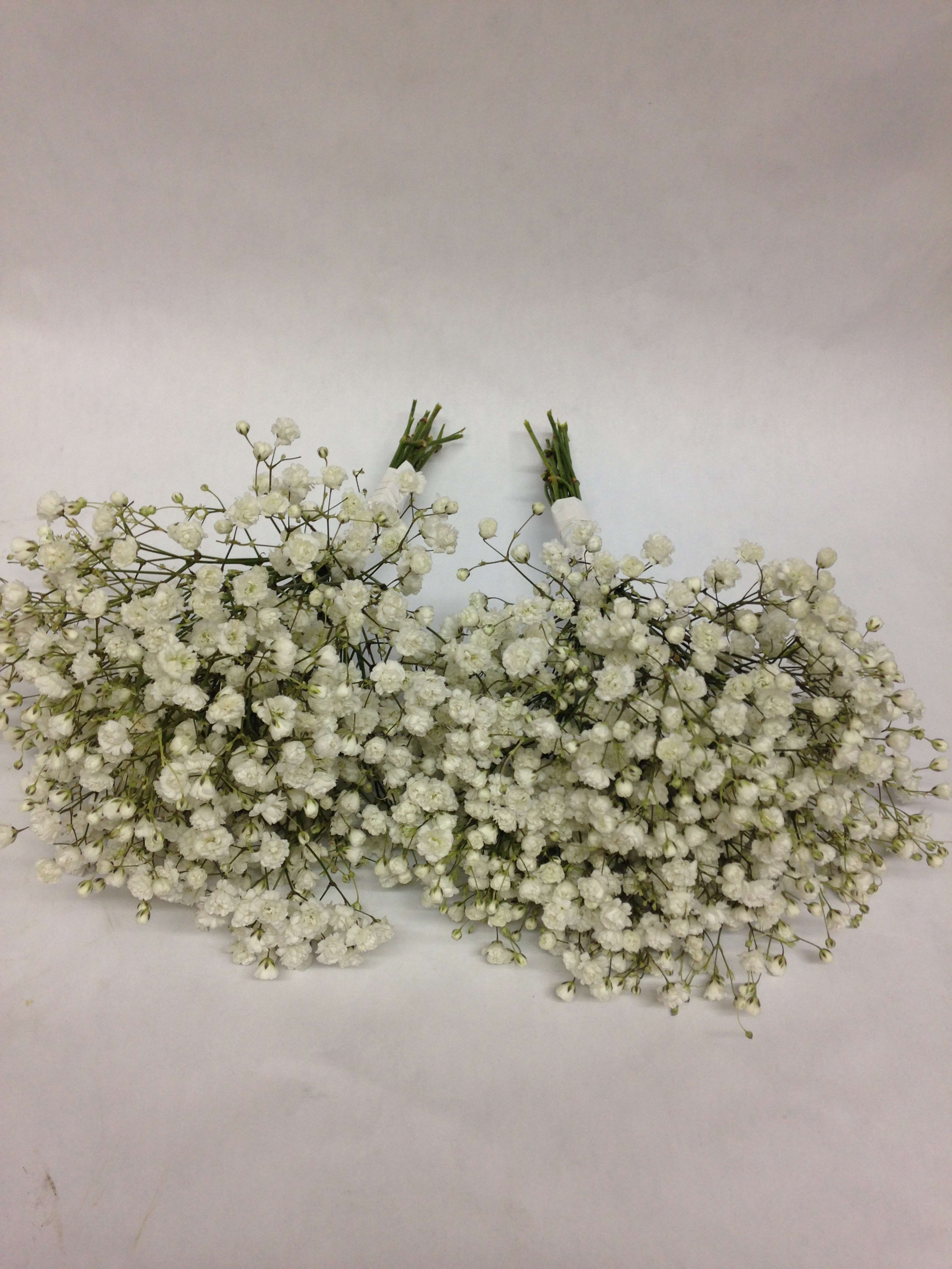 A Baby S Breath Of Fresh Air Duo In San Francisco Ca Flowers Of