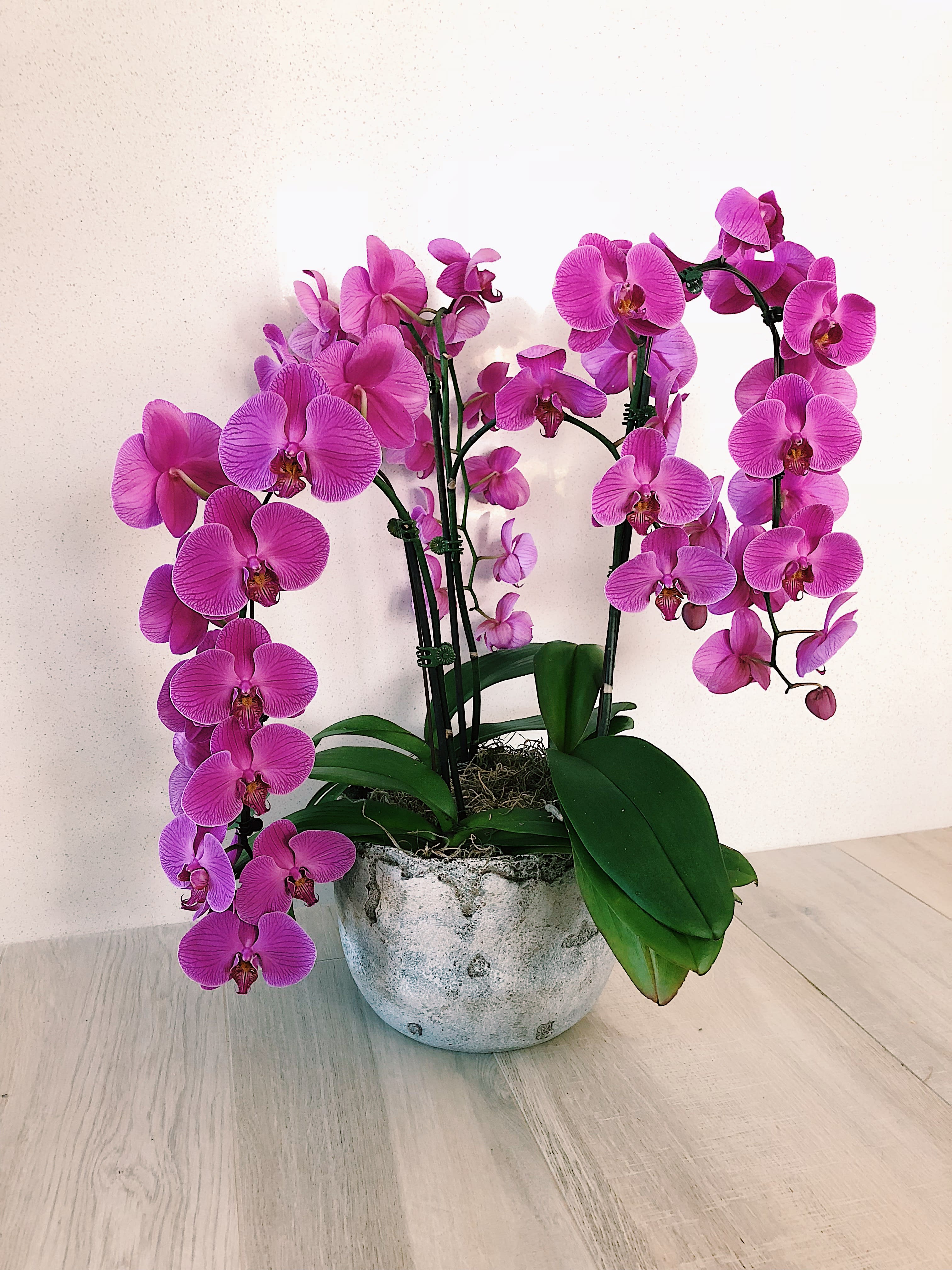 Large Purple Orchids By Maximum Bloomage