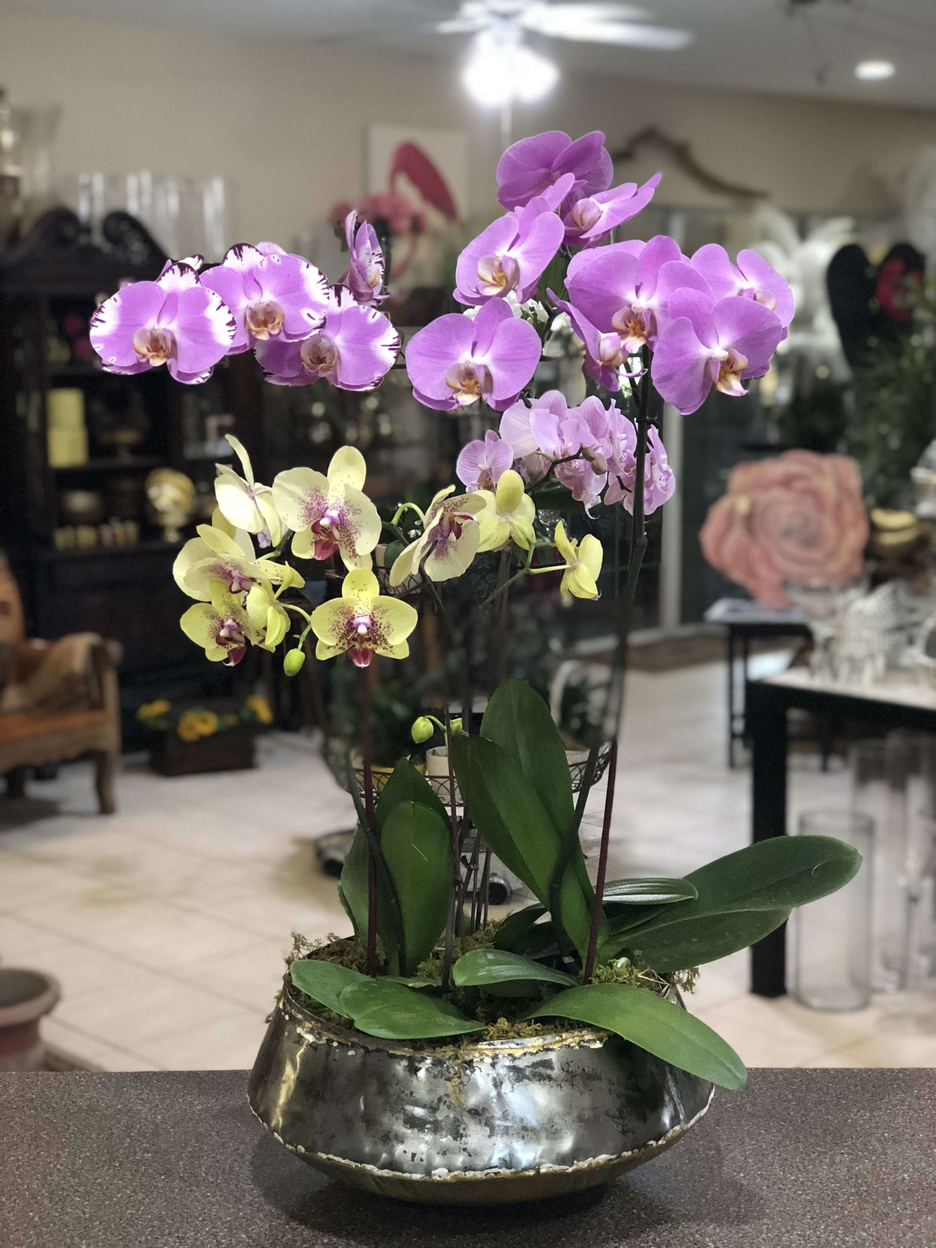 Exquisite Orchid Planter By De La Flor Florist Gardens