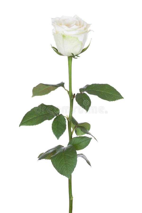 Sorority rose in University City, MO | Flamenco Flowers