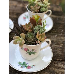 Vintage Tea Cup Succulent Garden By A Country Rose