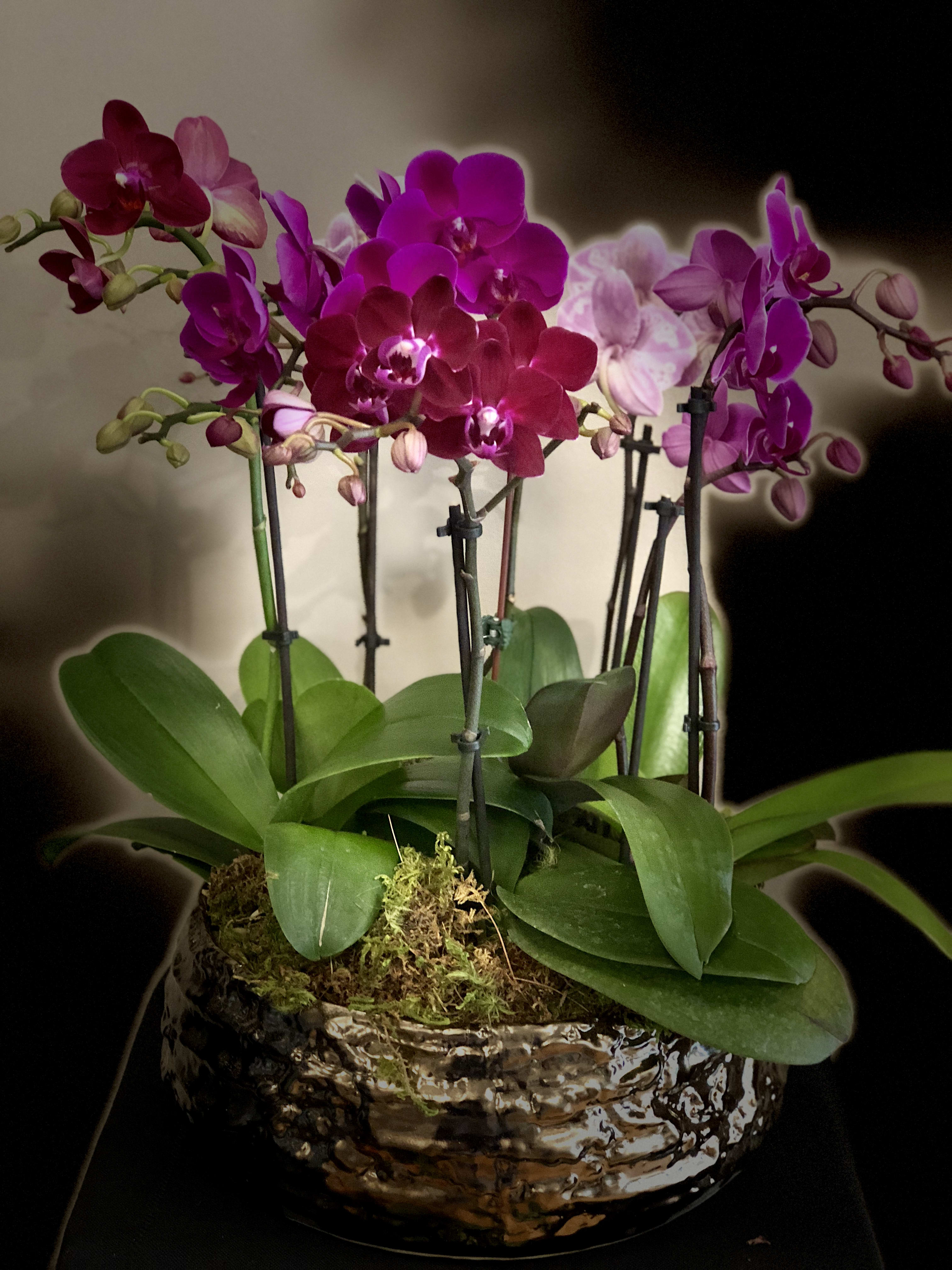 Mini Orchid Plant Arrangement In Armonk Ny Joseph Richard Florals