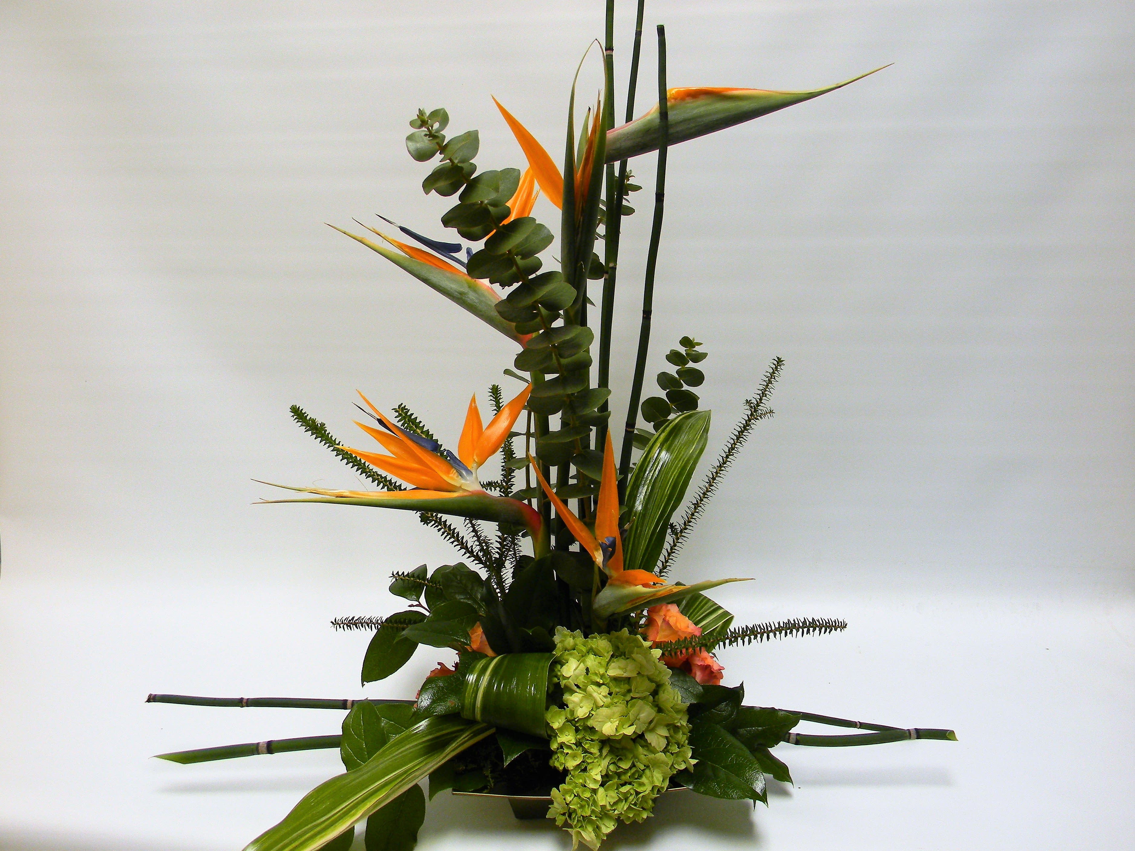 Birds of Paradise in Prairie Village, KS | Gregory's Fine Floral