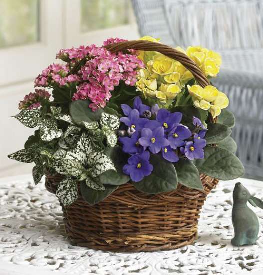 Blooming Plant Basket in Glenside, PA Coupe Flowers Inc.