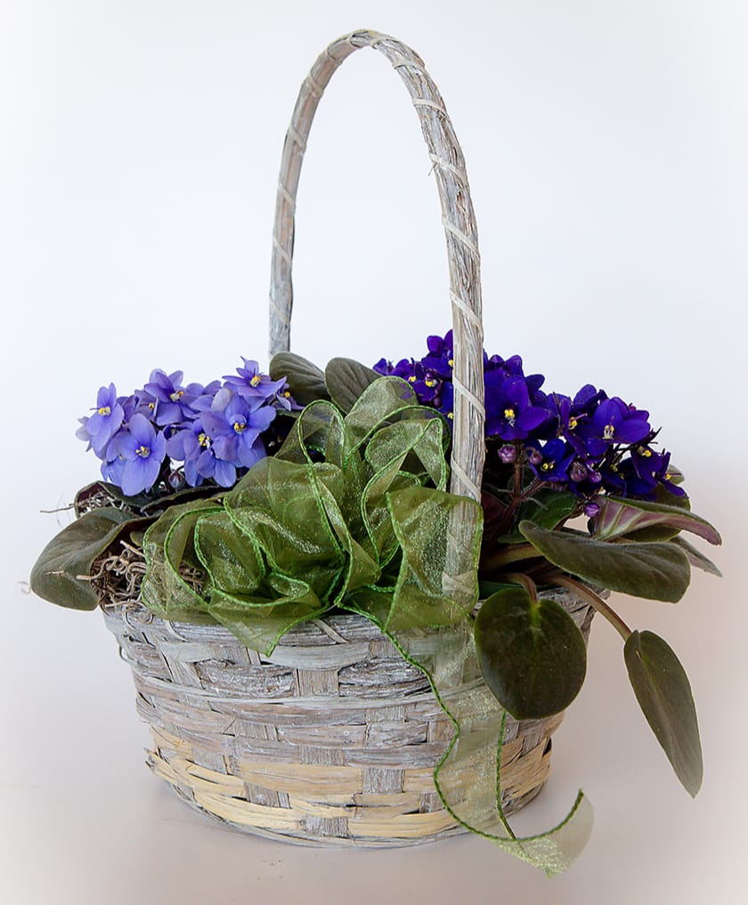 Violet Basket in Monroe, WA Monroe Floral