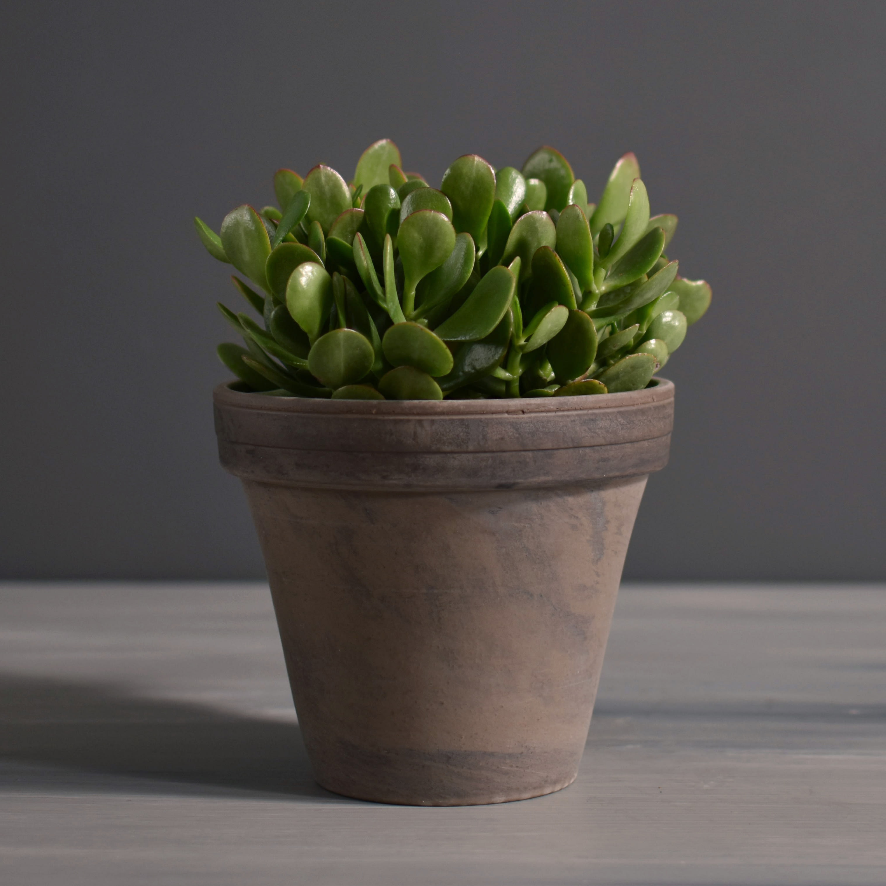 Jade Plant in Kansas City, MO Fiddly Fig