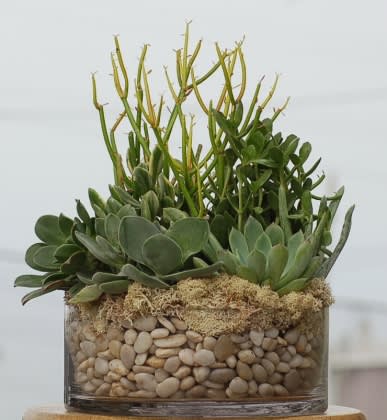 Stunning Succulent Plant In Manhattan Beach Ca Growing Wild