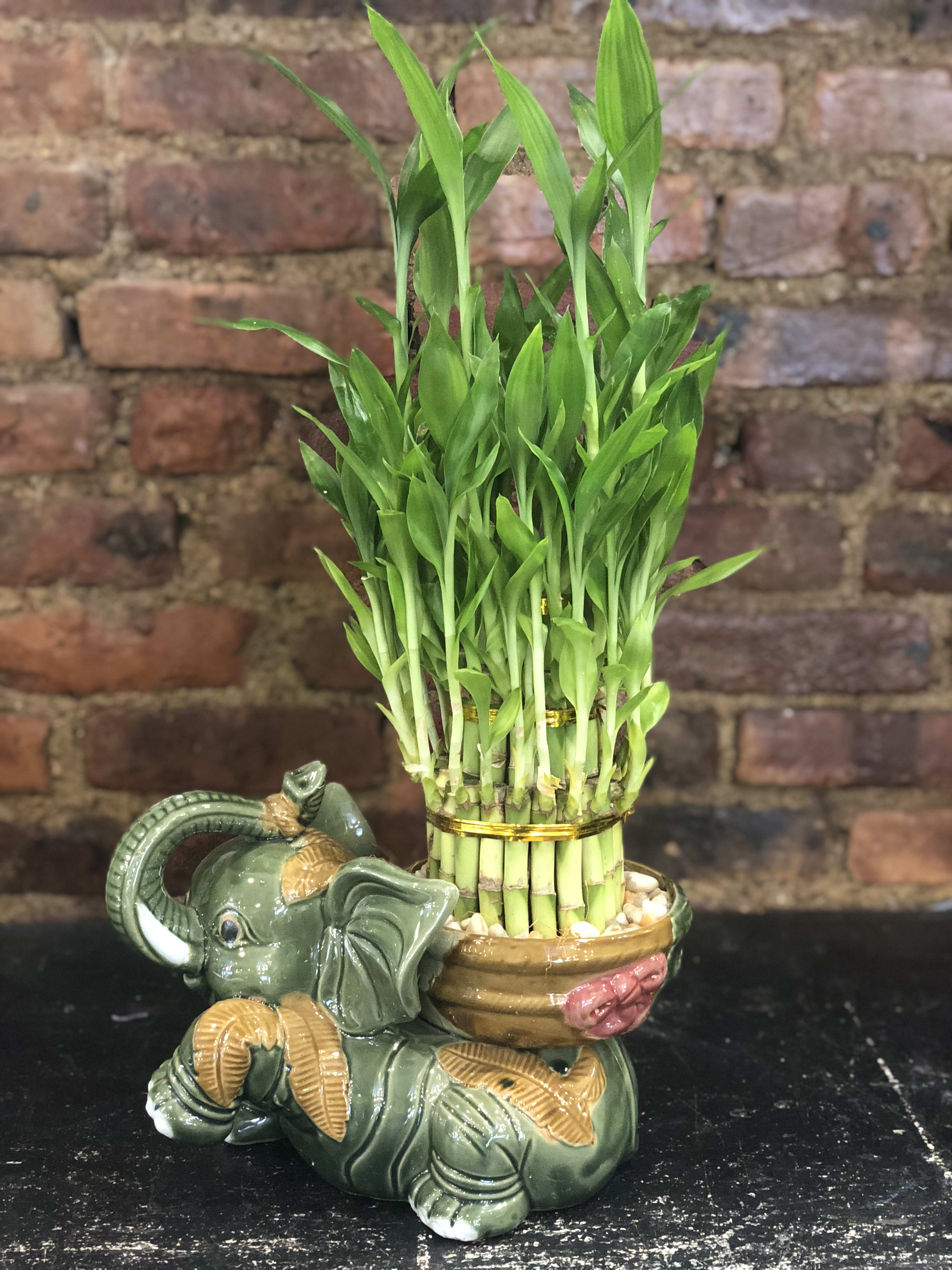 Medium Luck Bamboo Garden In Brooklyn Ny The Avenue J Florist