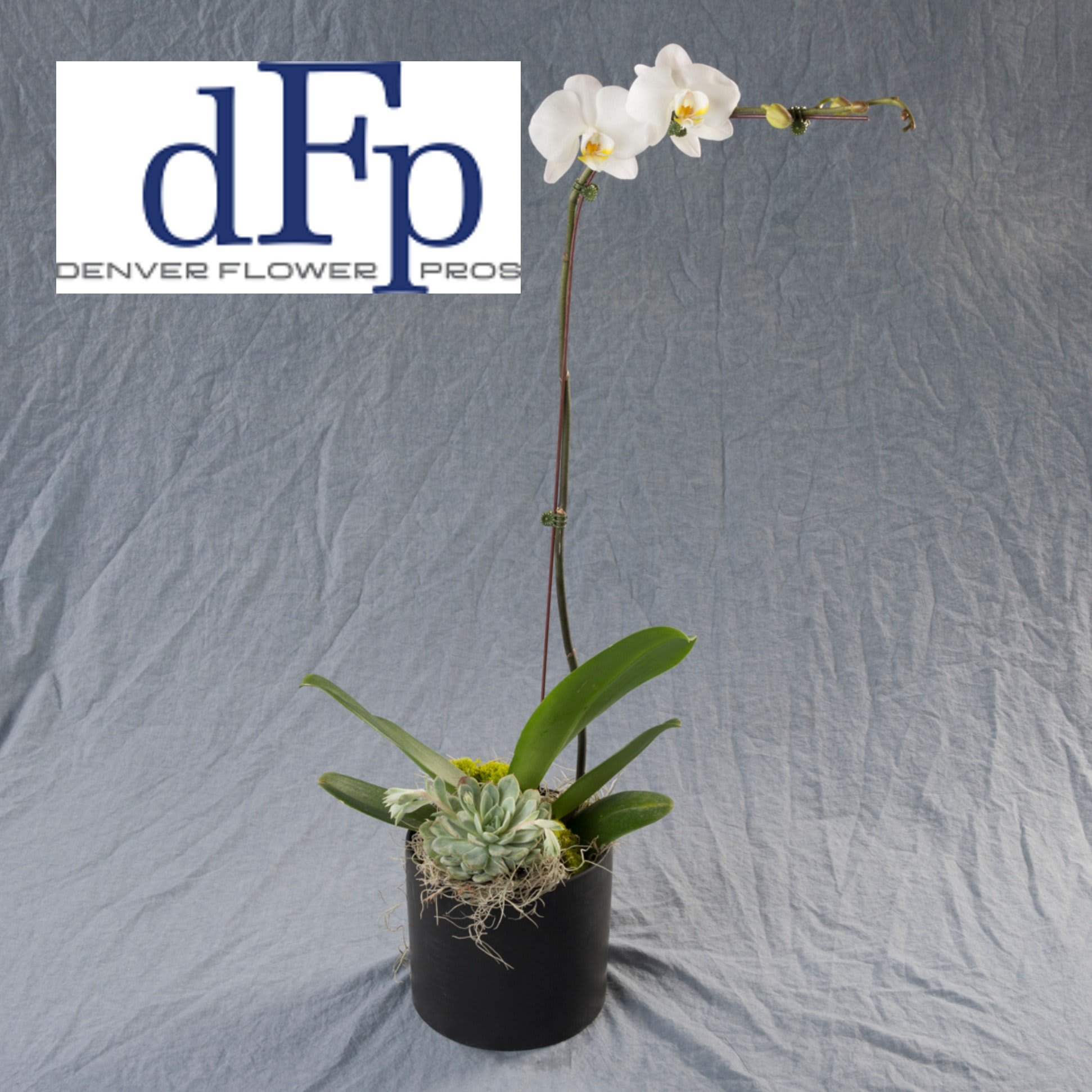 Phalaenopsis Orchid Succulent Planter In Denver Co Denver Flower Pros