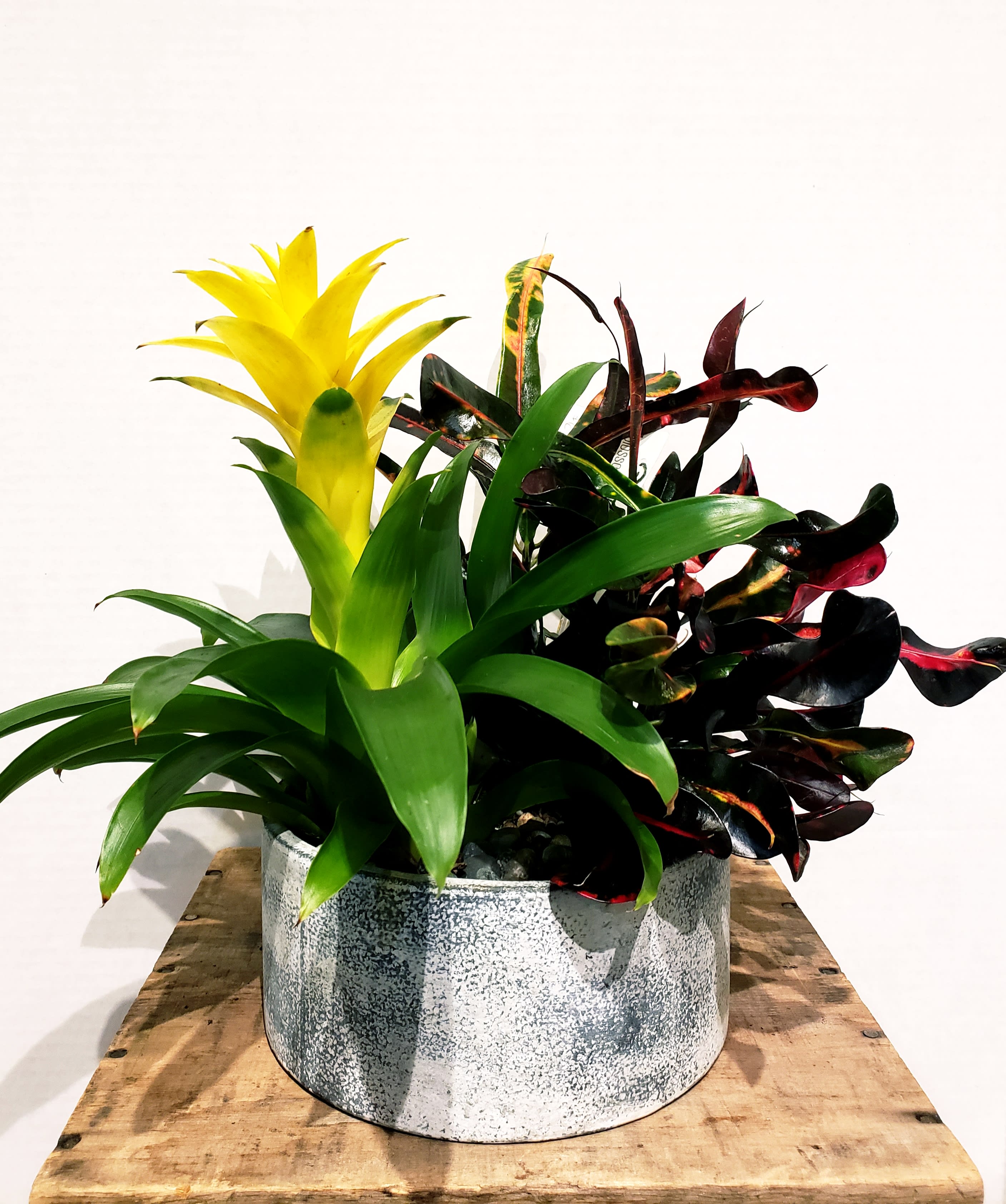 Tropical Plants In California