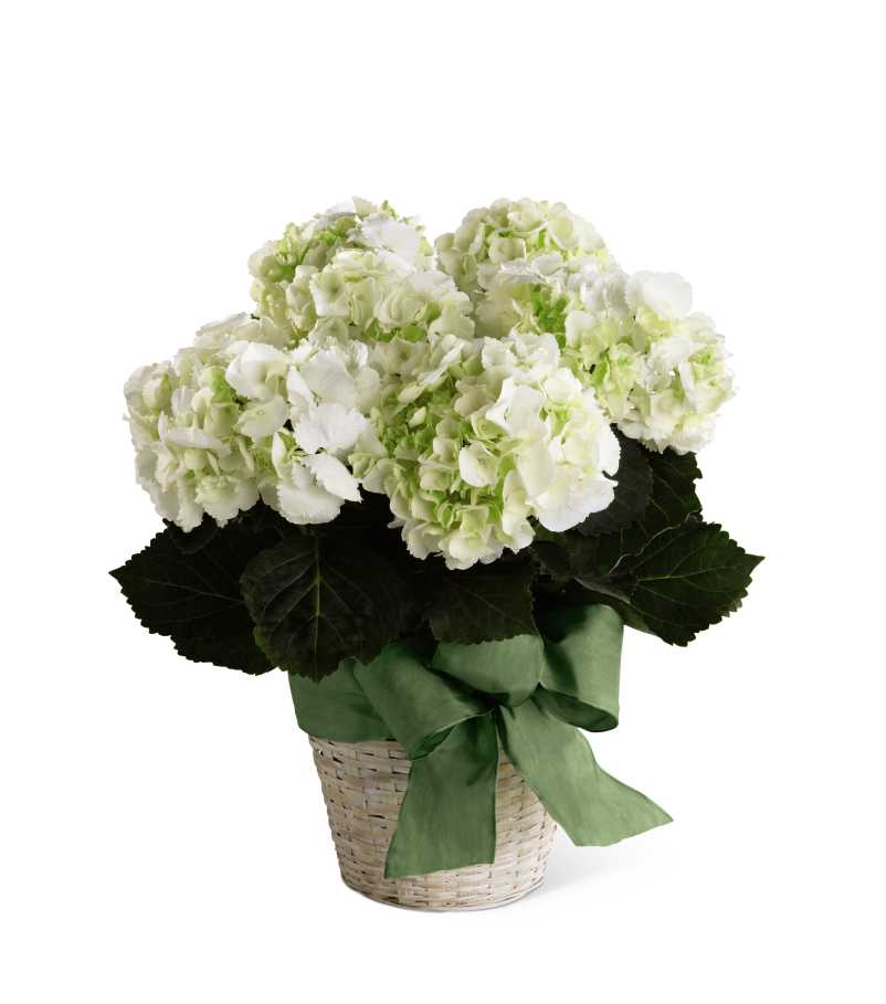 The FTD White Hydrangea Planter in Vancouver, WA Samantha's Flowers