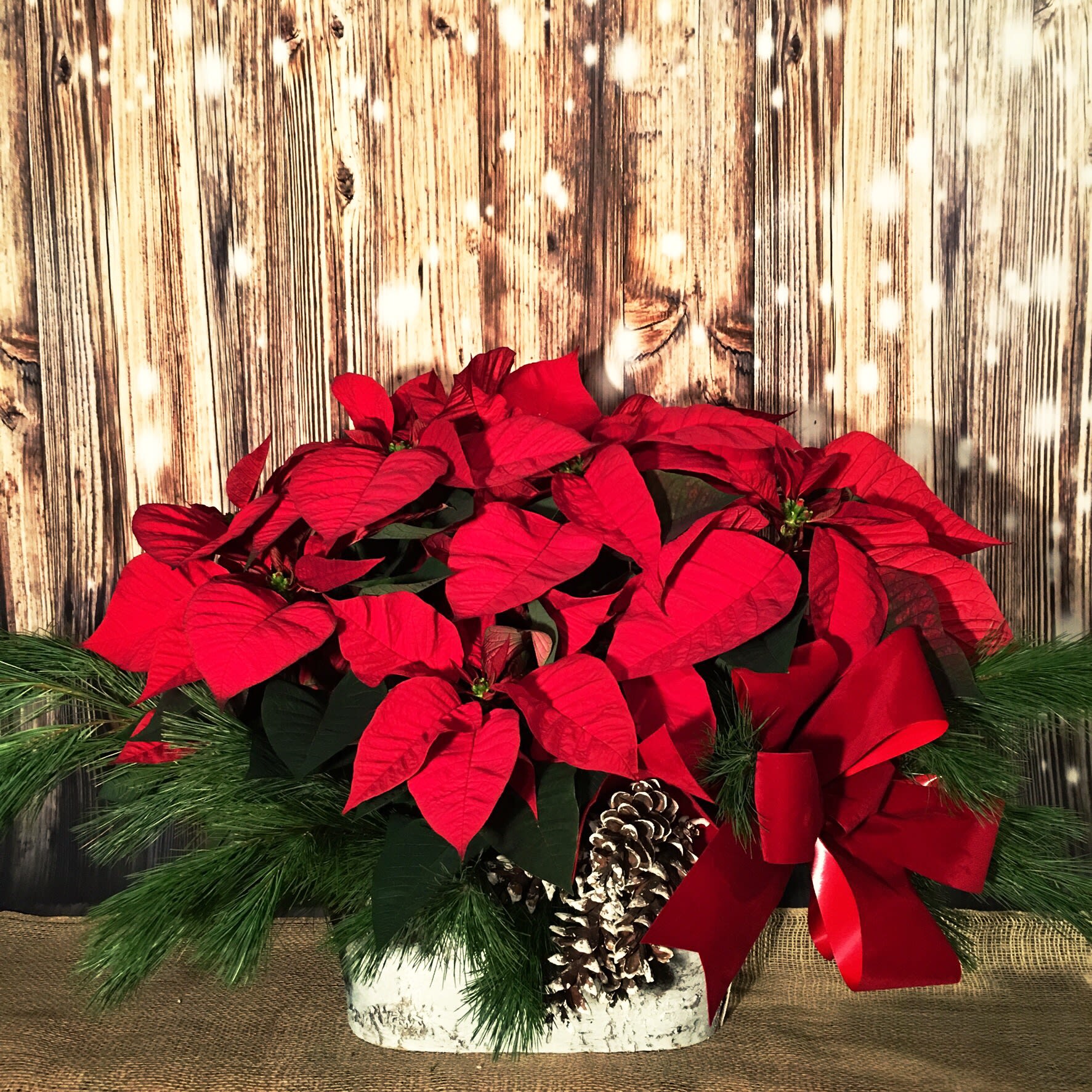 HOLIDAY POINSETTIA BASKET in New York, NY Flowers by Philip