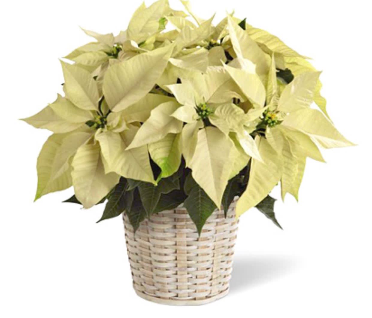 White Poinsettia Plant in Whitinsville, MA The Flower Shop