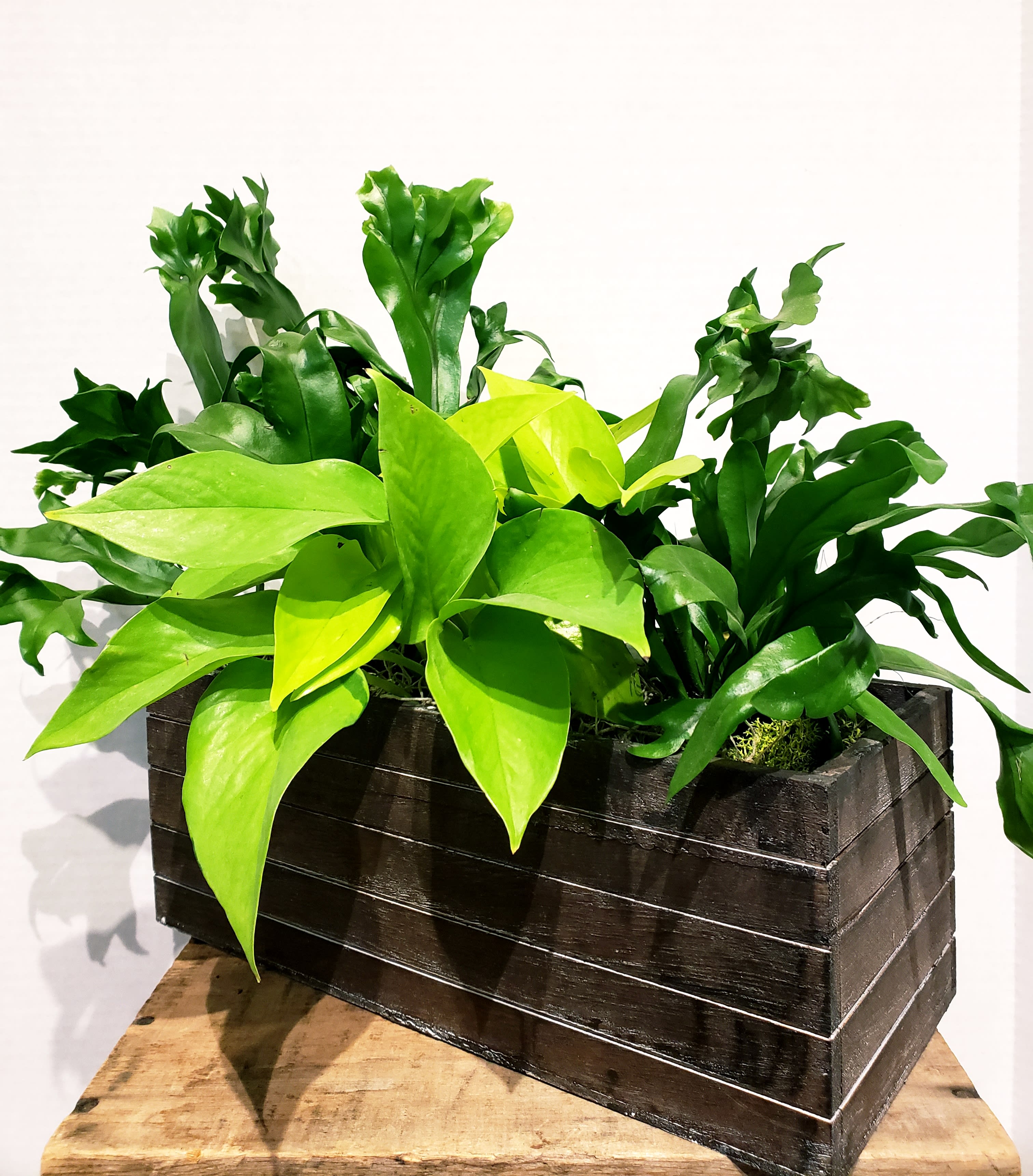 Green Plant Garden in San Mateo, CA Blossoms Flower Shop