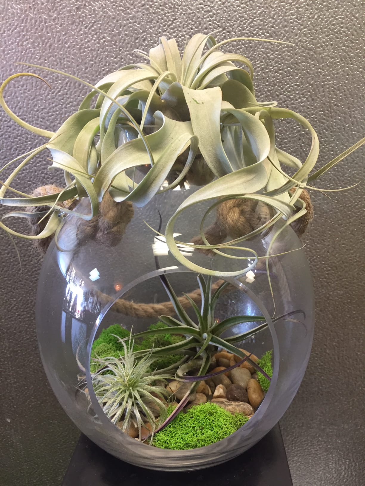Large Hanging Airplant Terrarium in Edwardsville, IL A Wildflower Shop