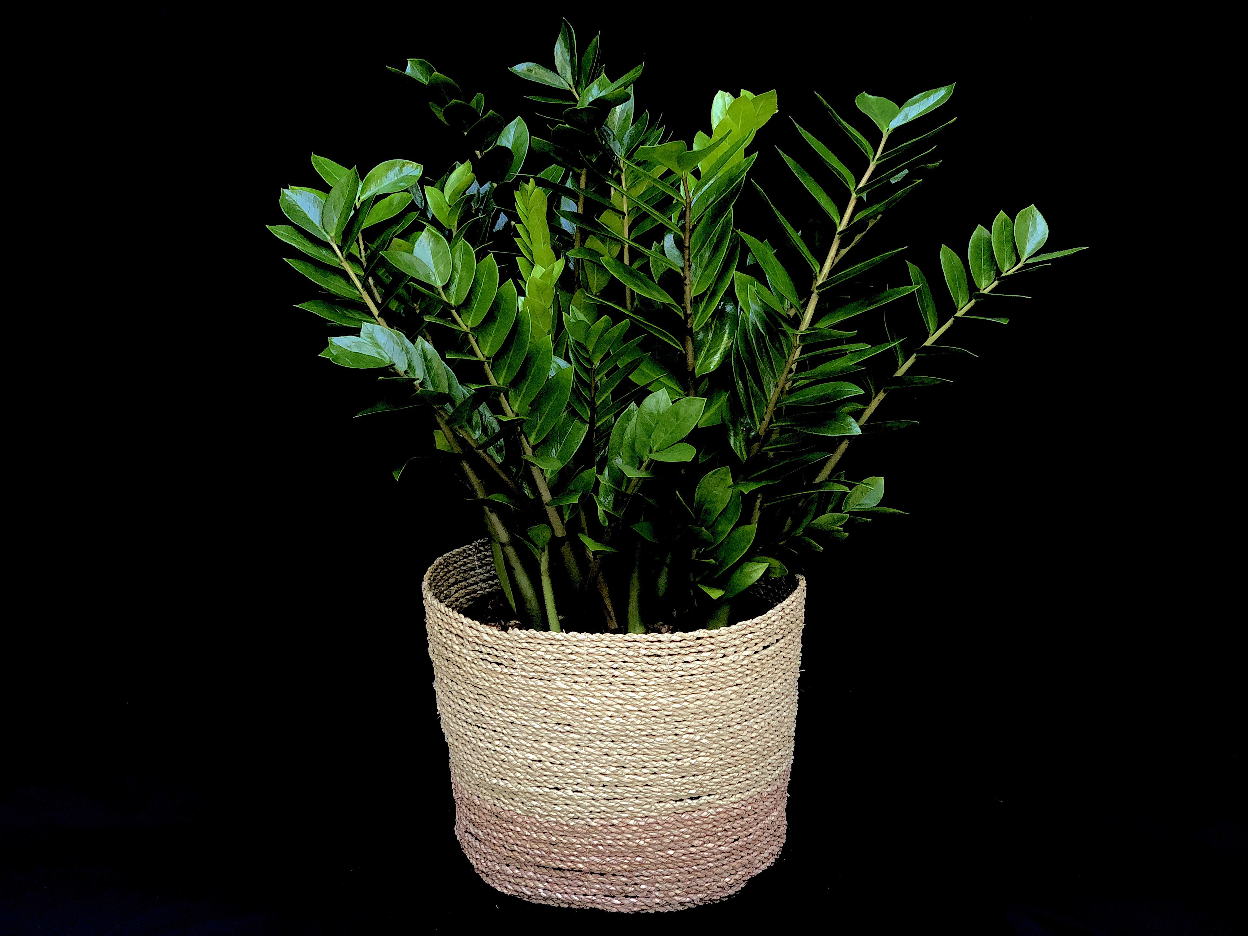 Zamioculcas Zamiifolia (ZZ) by Gazebo Gardens