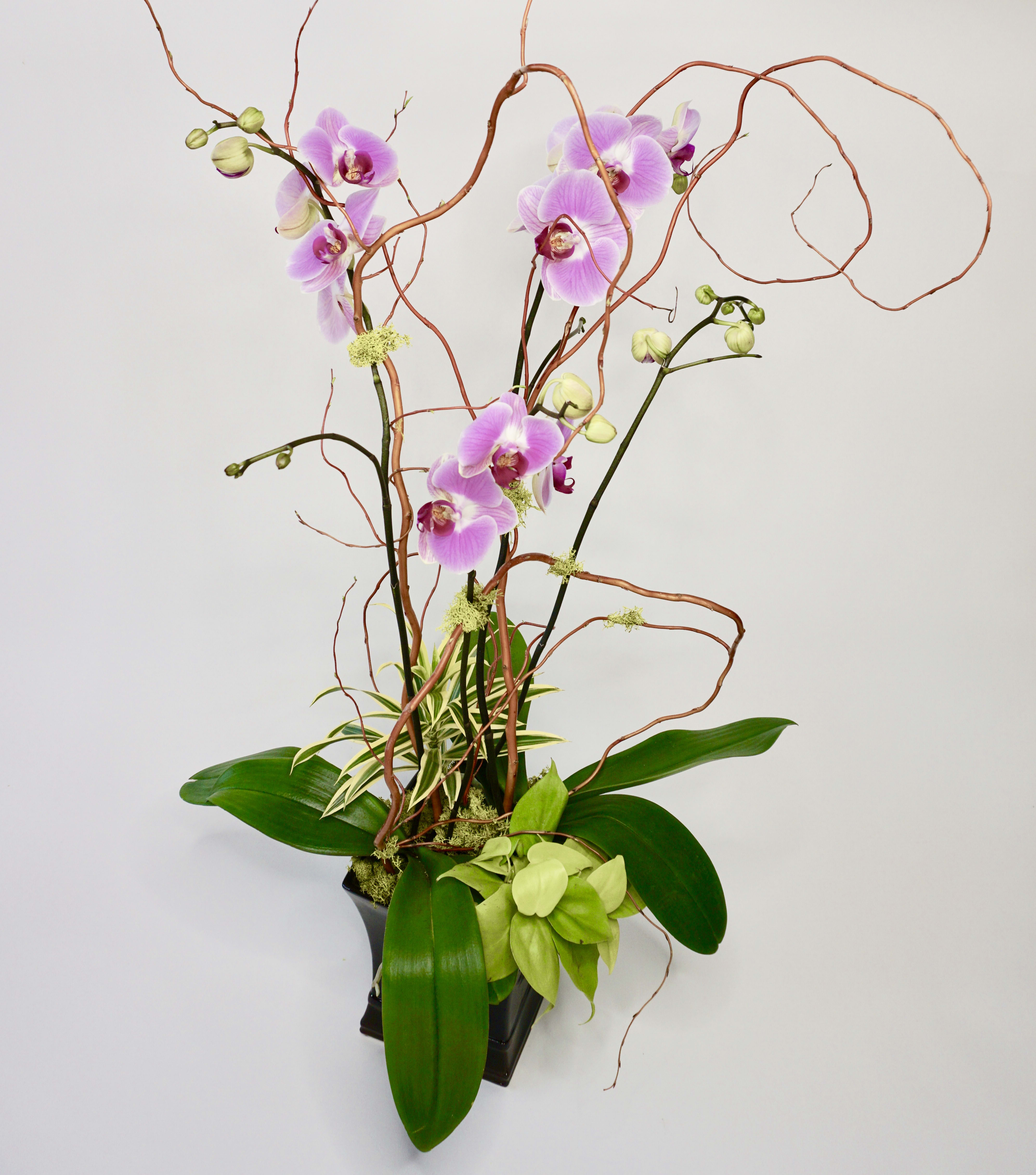 Modern Orchid In El Cajon Ca Wild Orchid Florist 