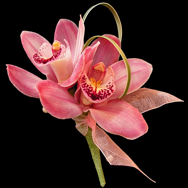 Pink Cymbidium Orchid Corsage Orchid Flowers 