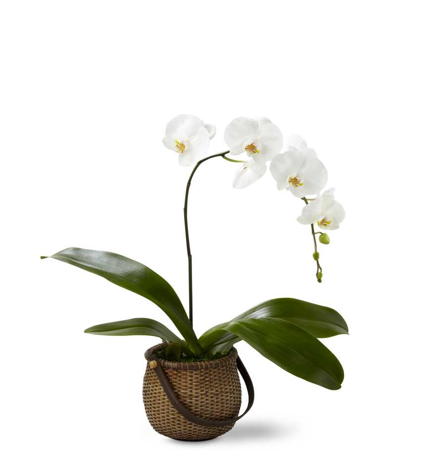 The Ftd White Phalaenopsis Orchid In Las Vegas Nv M C Gardens Florist