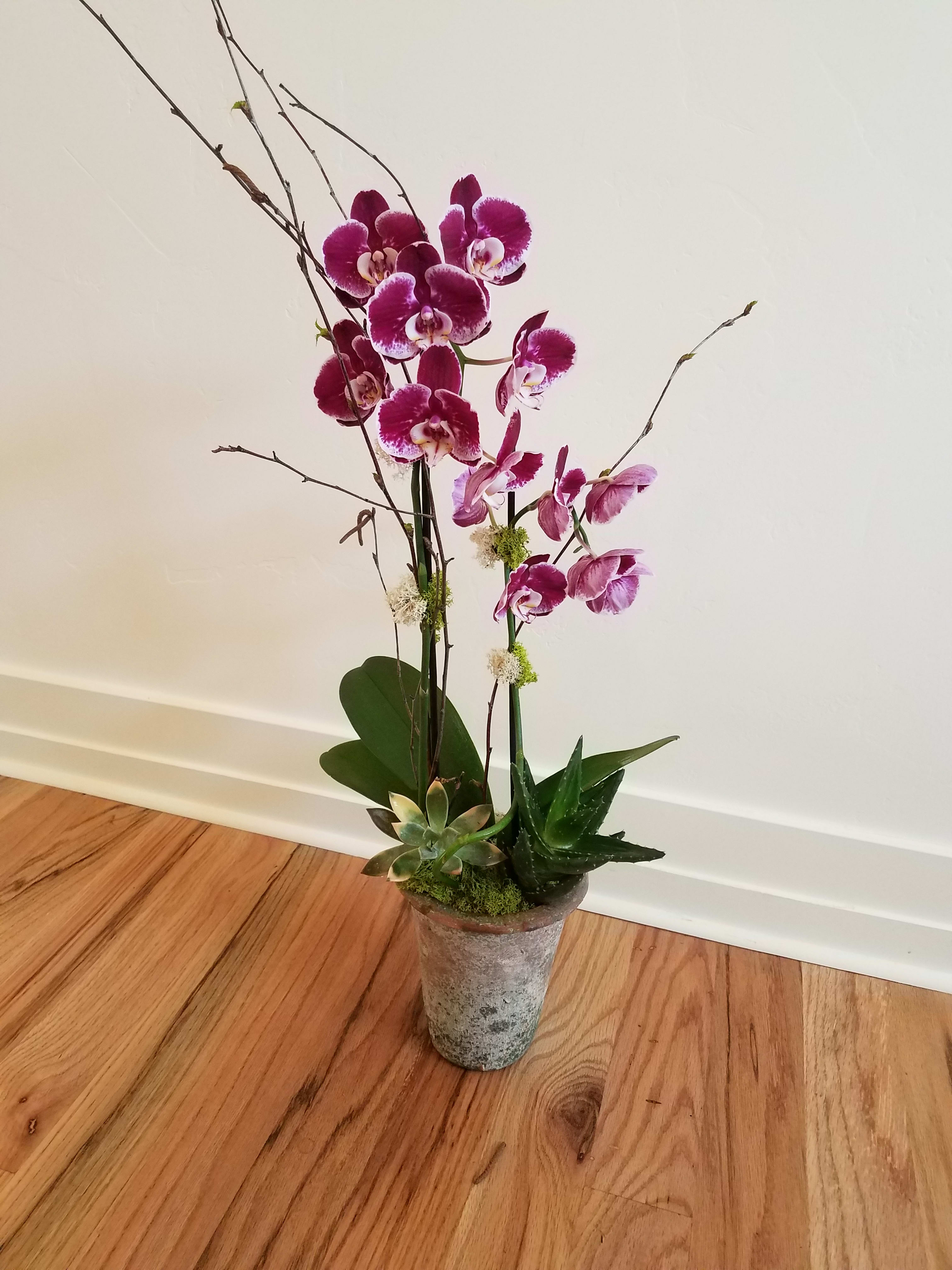 Orchid and succulent dish garden in West Jordan, UT Simply Flowers