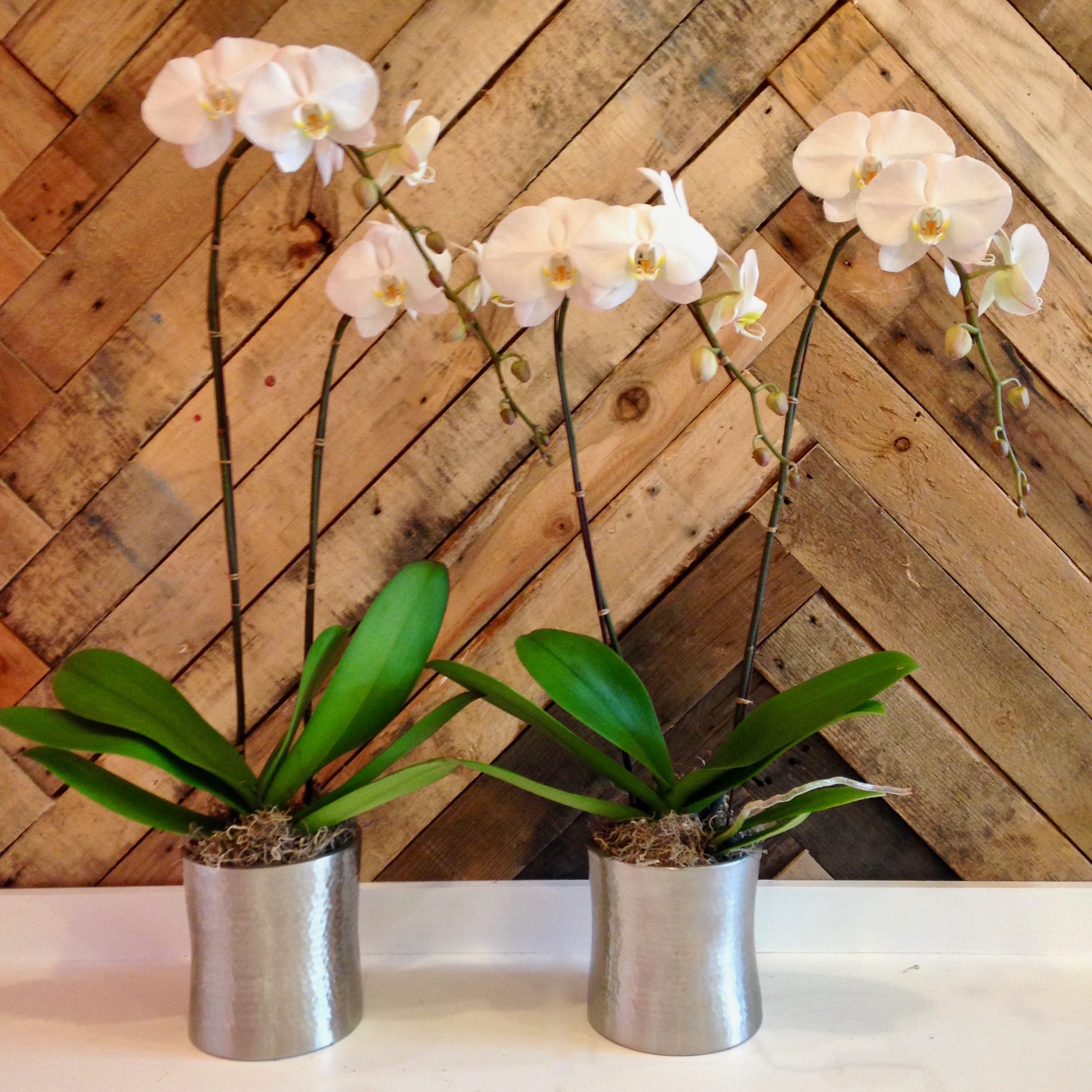 White Phalaenopsis Orchid Planter In Port Orchard Wa Pistil Design