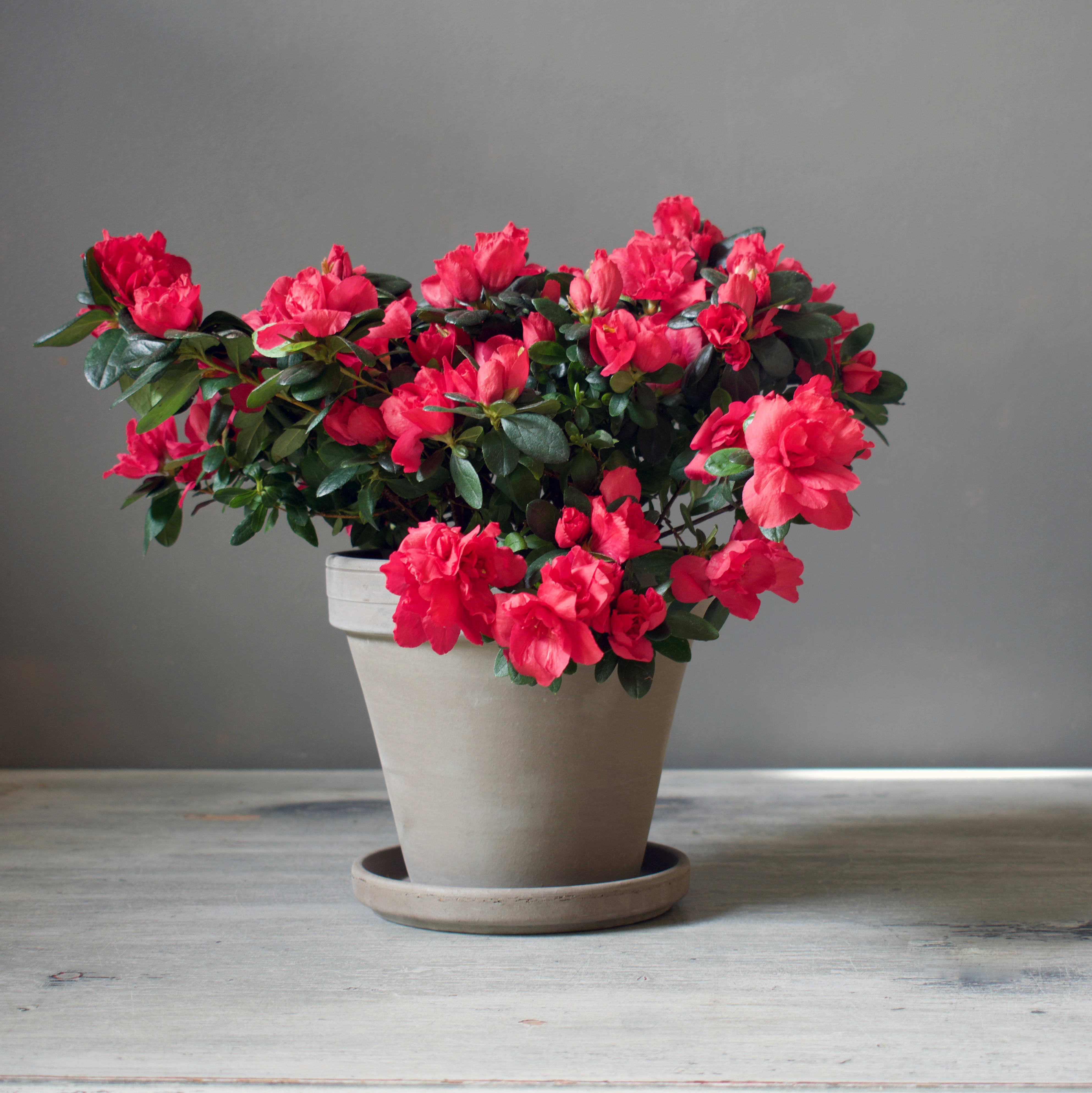 Azalea Plant in Kansas City, MO Fiddly Fig