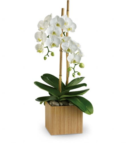 Opulent Orchids In Kissimmee Fl Cindy Floral Llc