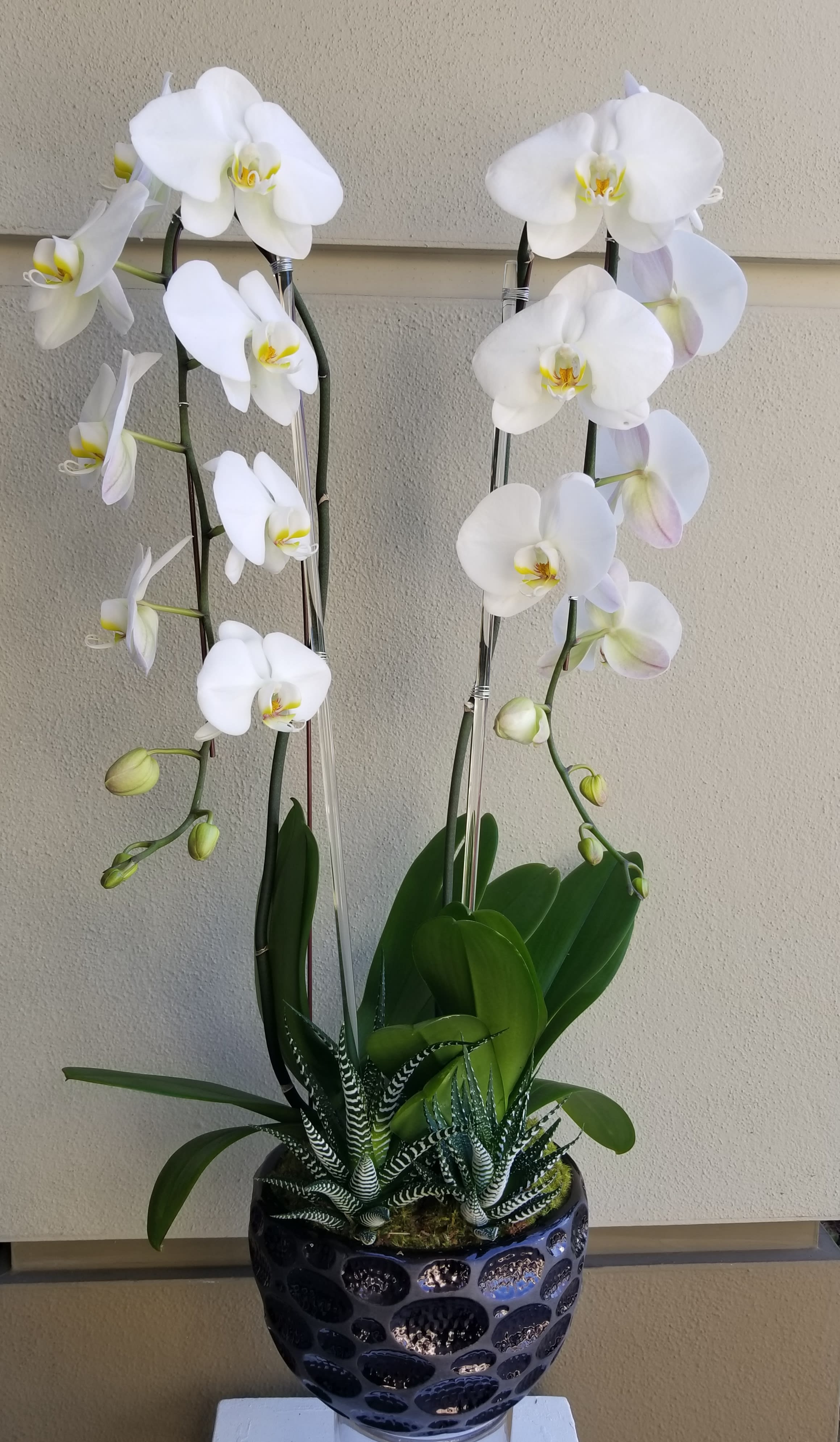 Fancy orchids in Beverly Hills, CA Apropos Floral & Event Design