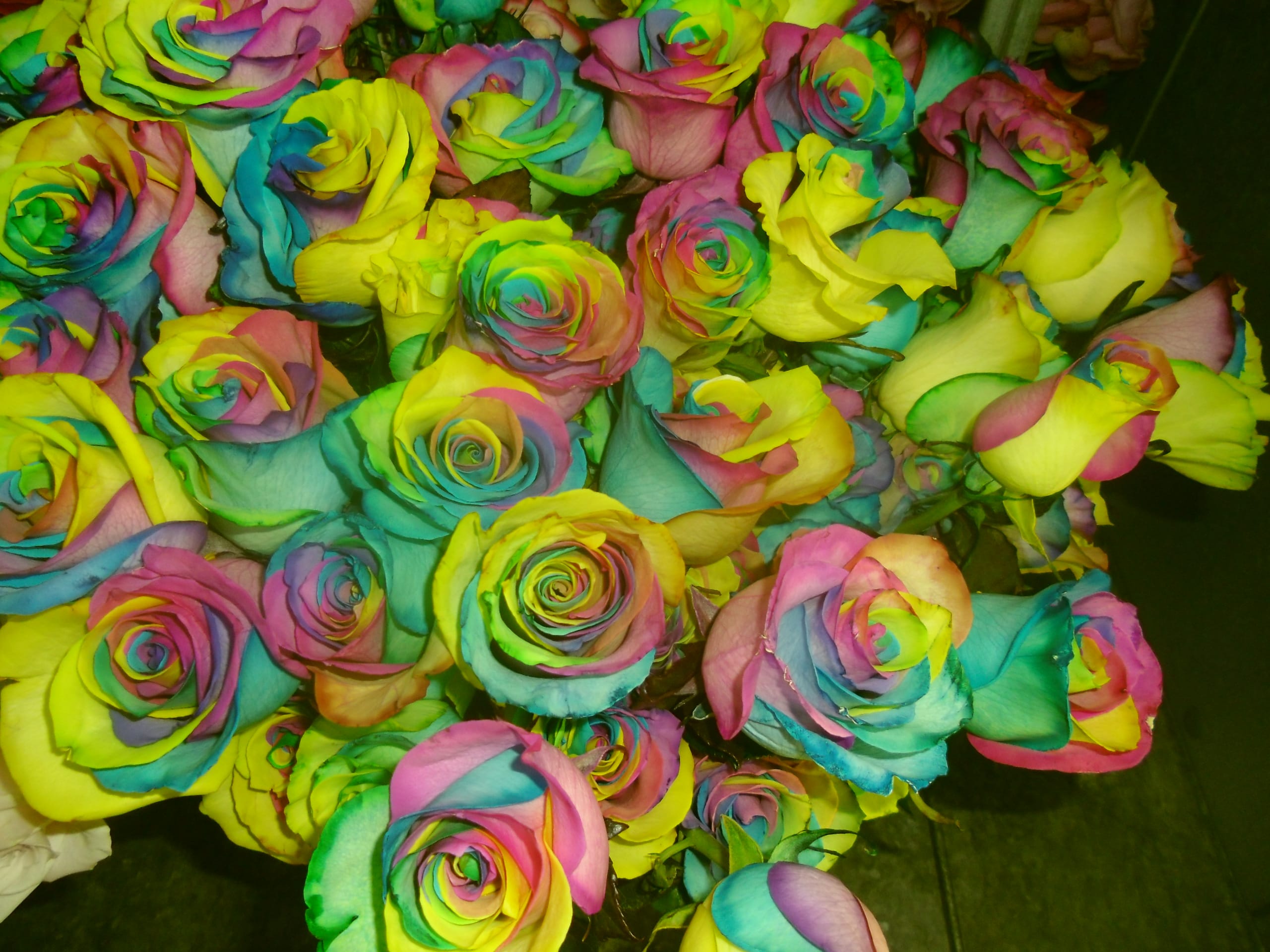 One Dozen Rainbow Roses In Oxford Pa Sonny Bea S Llc
