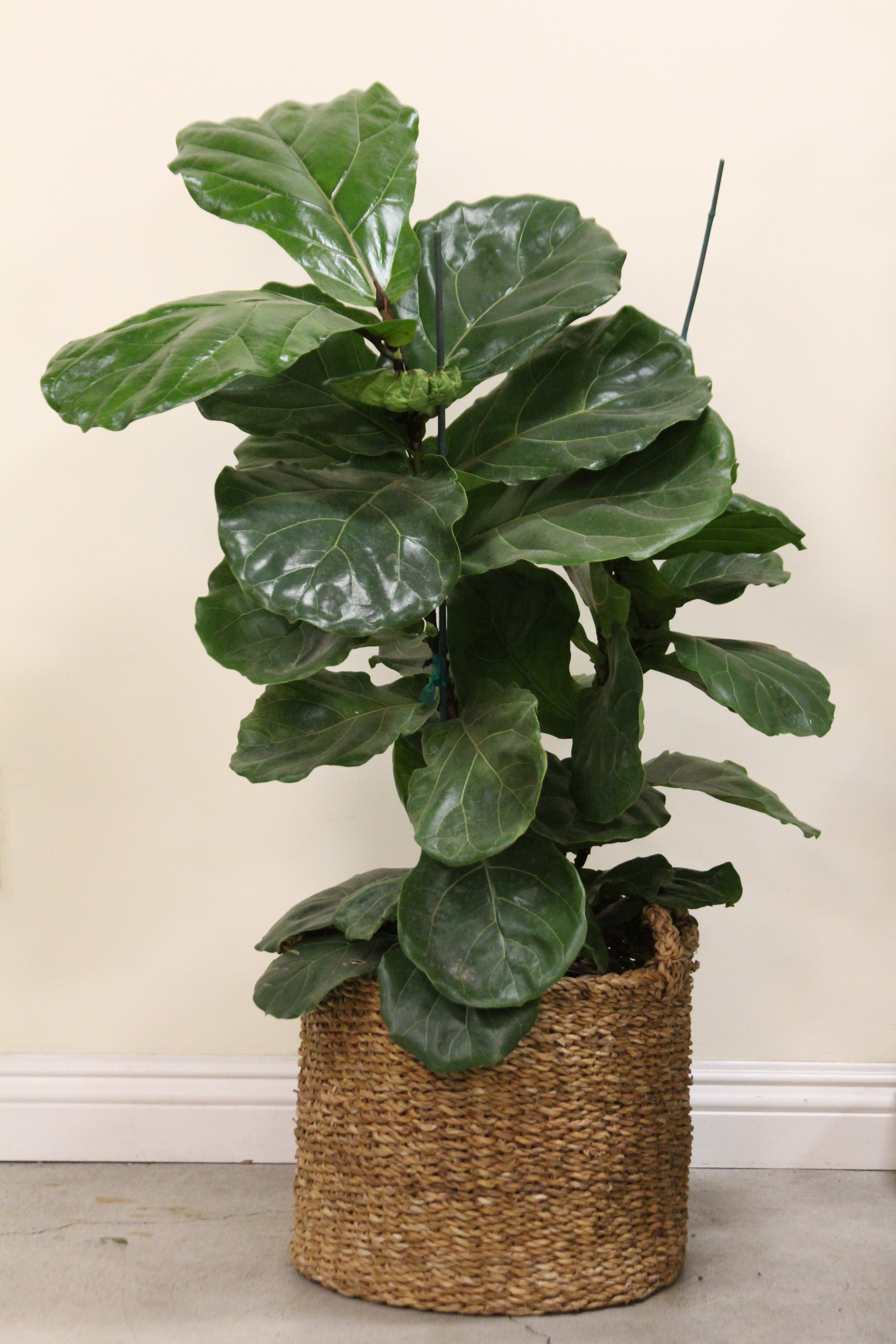 Fiddle Leaf Fig Tree in Arcadia, CA MD's Florist