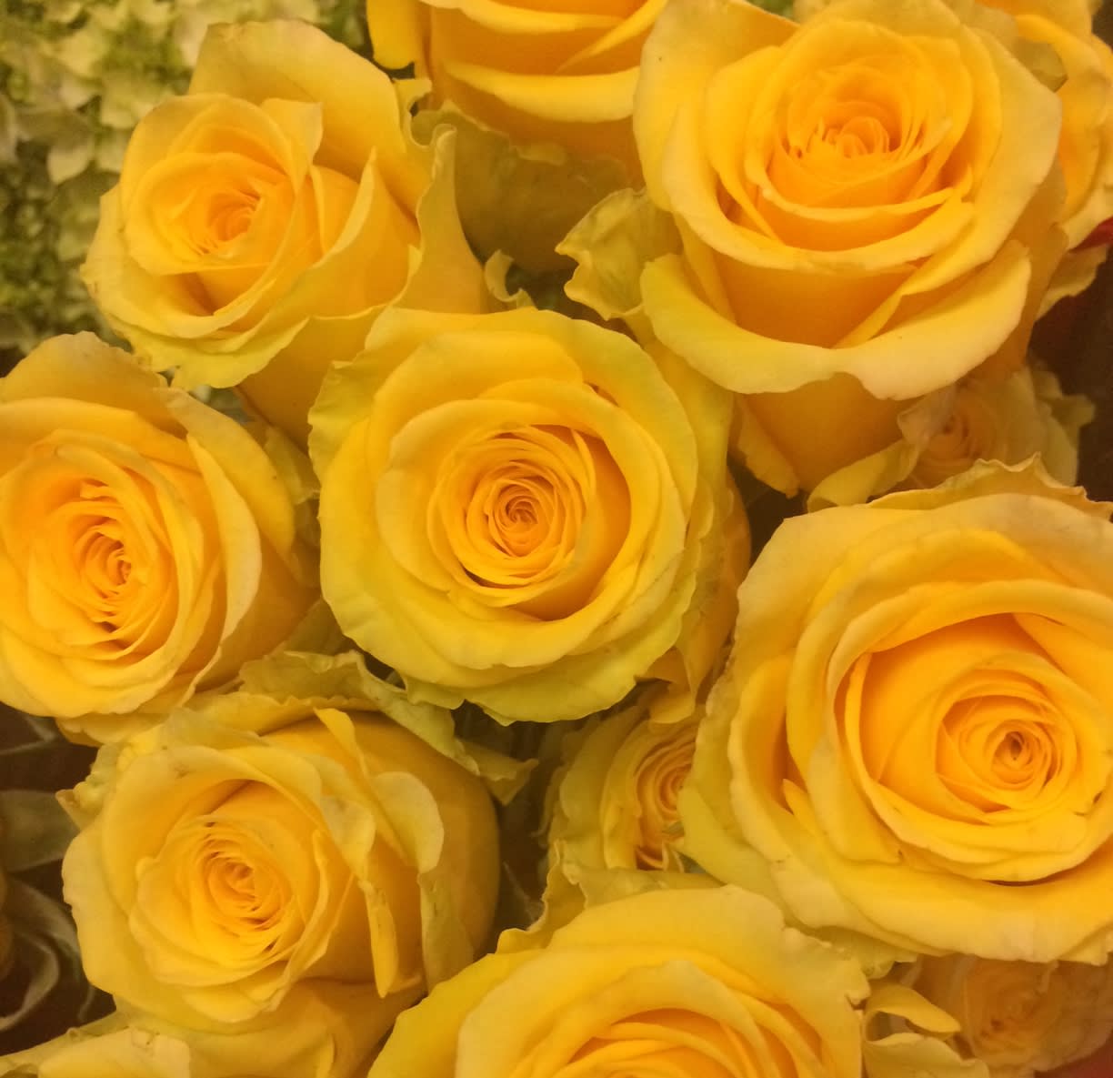 dozen yellow roses in