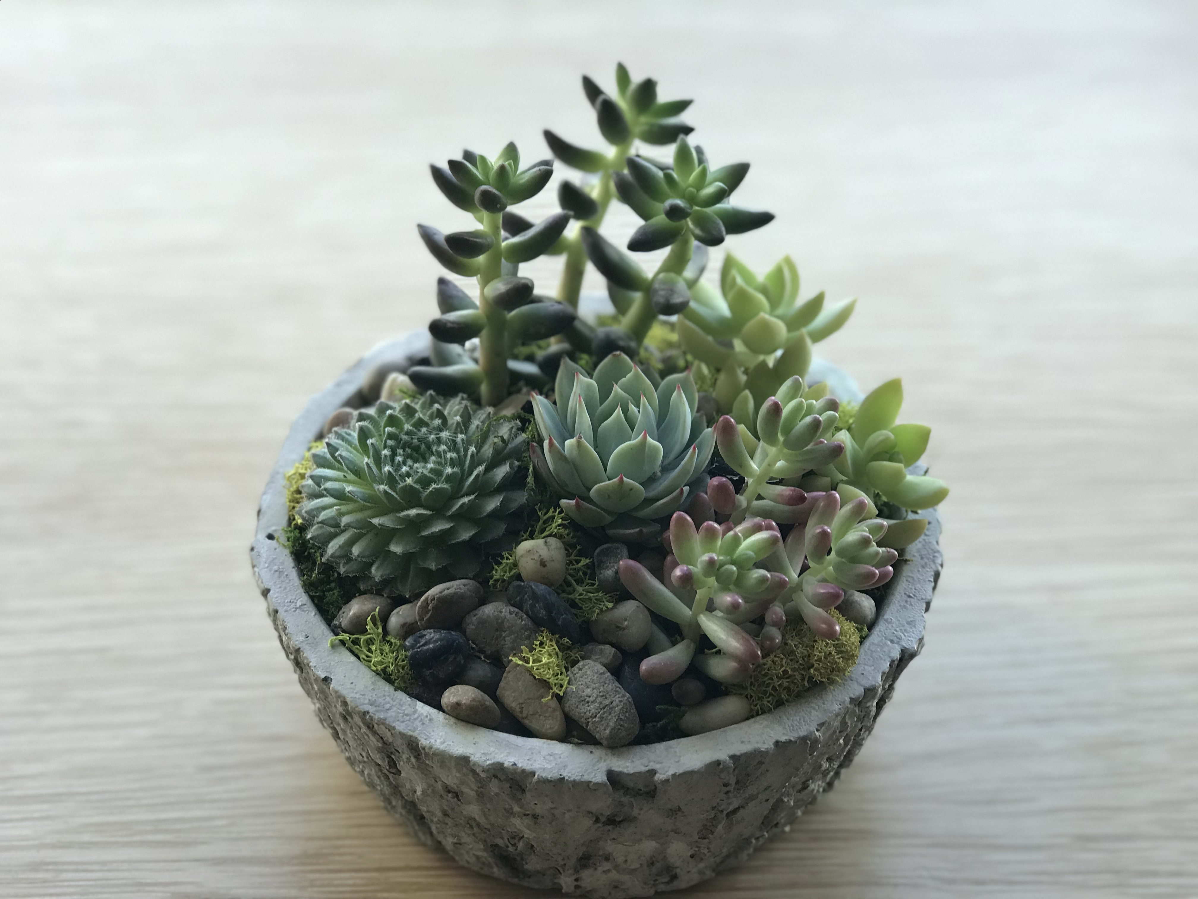 Small Succulent Planter in San Francisco, CA Bella Fiora